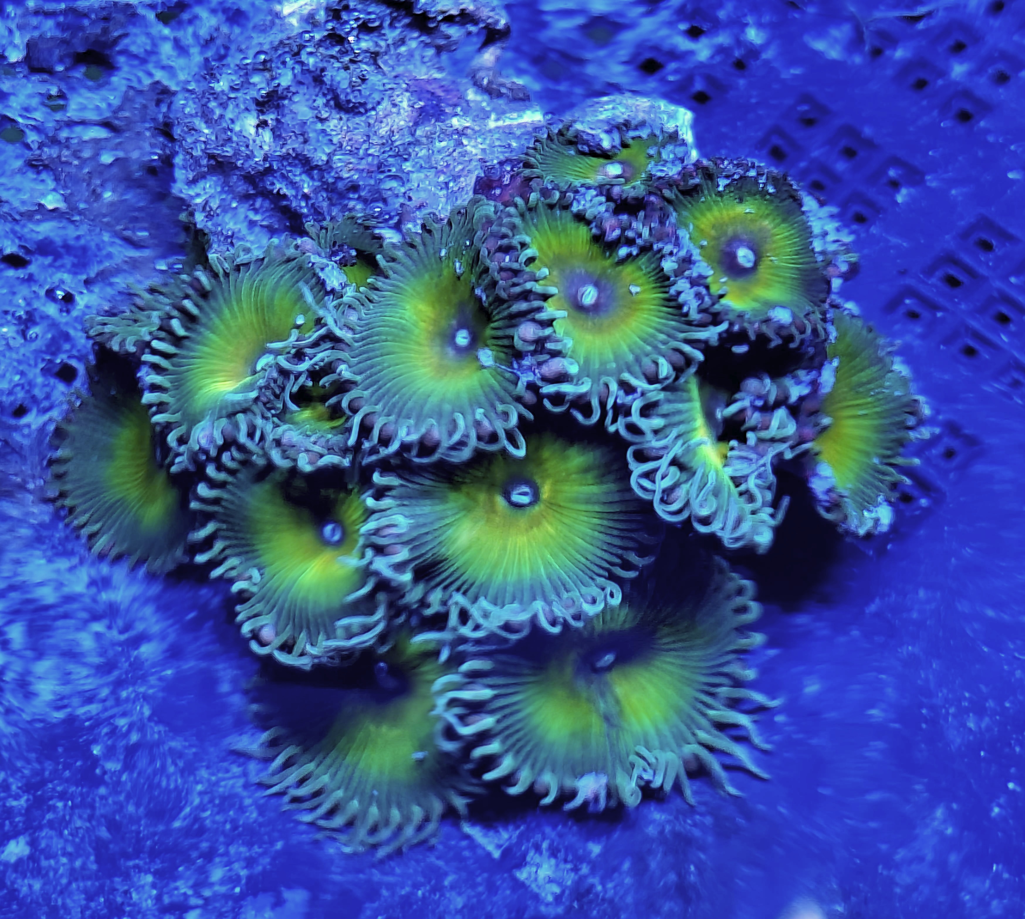 'Captain Jerk' 12+ Polyp Colony