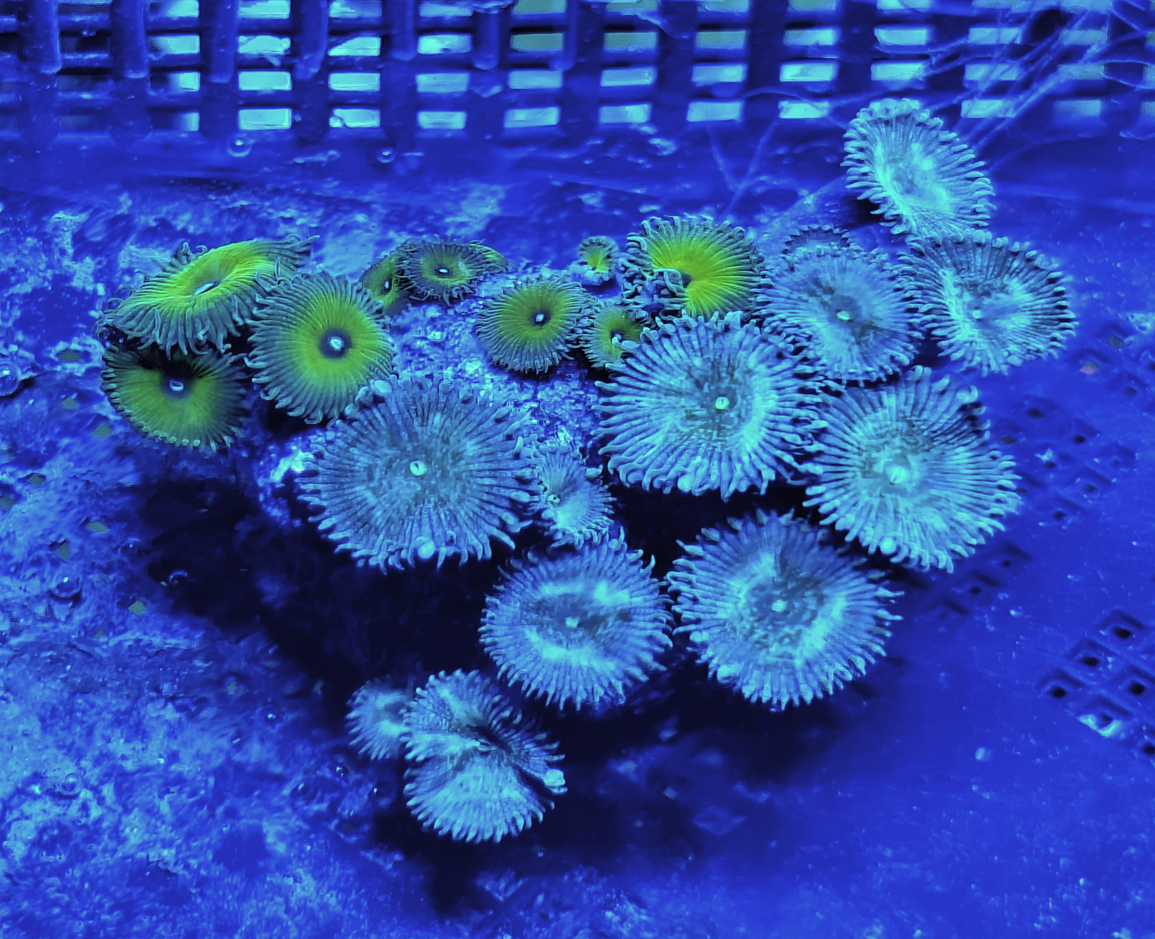 'Captain Jerk' and 'Irish Cream' Palythoa Colony