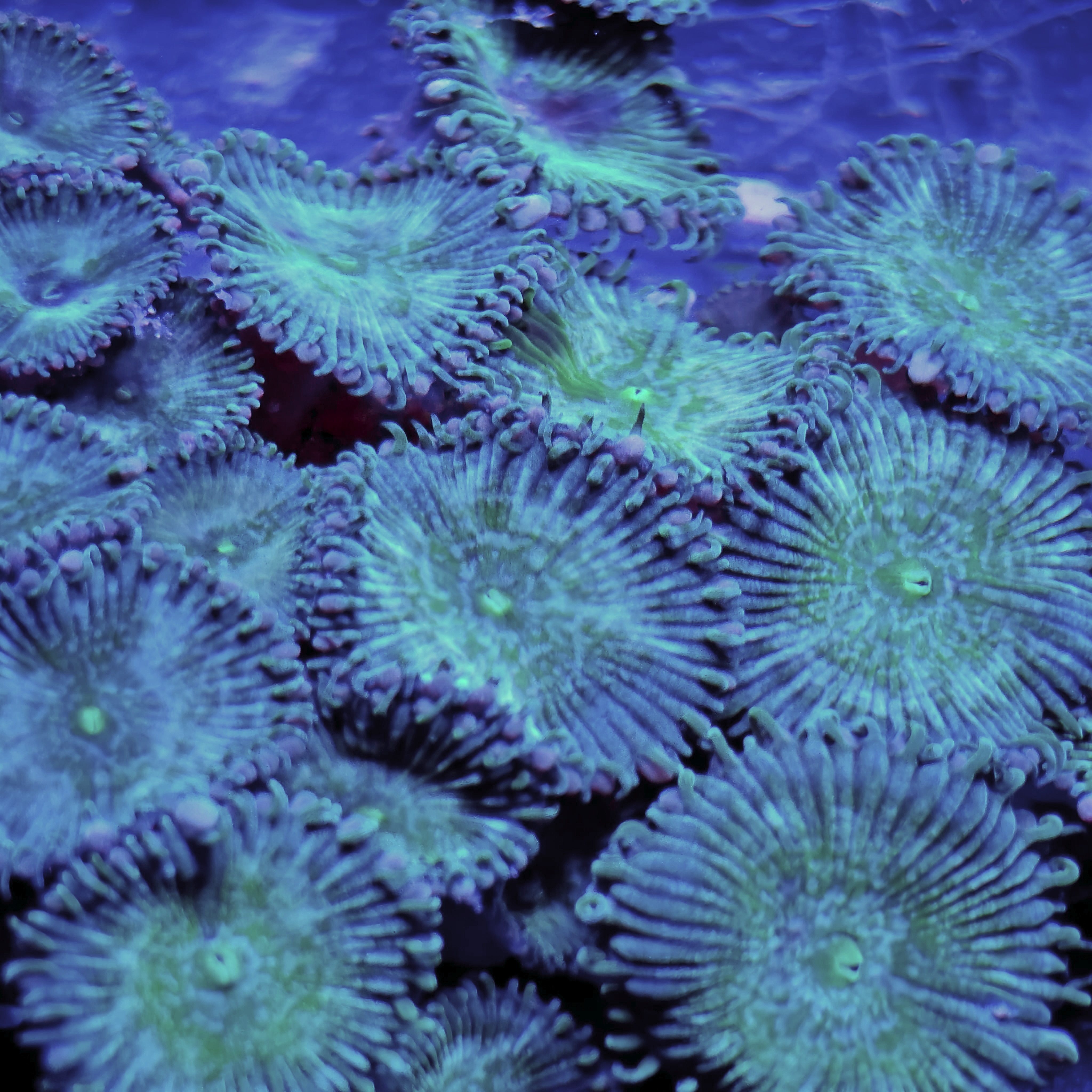 'Irish Cream' 25+ Polyp Colony