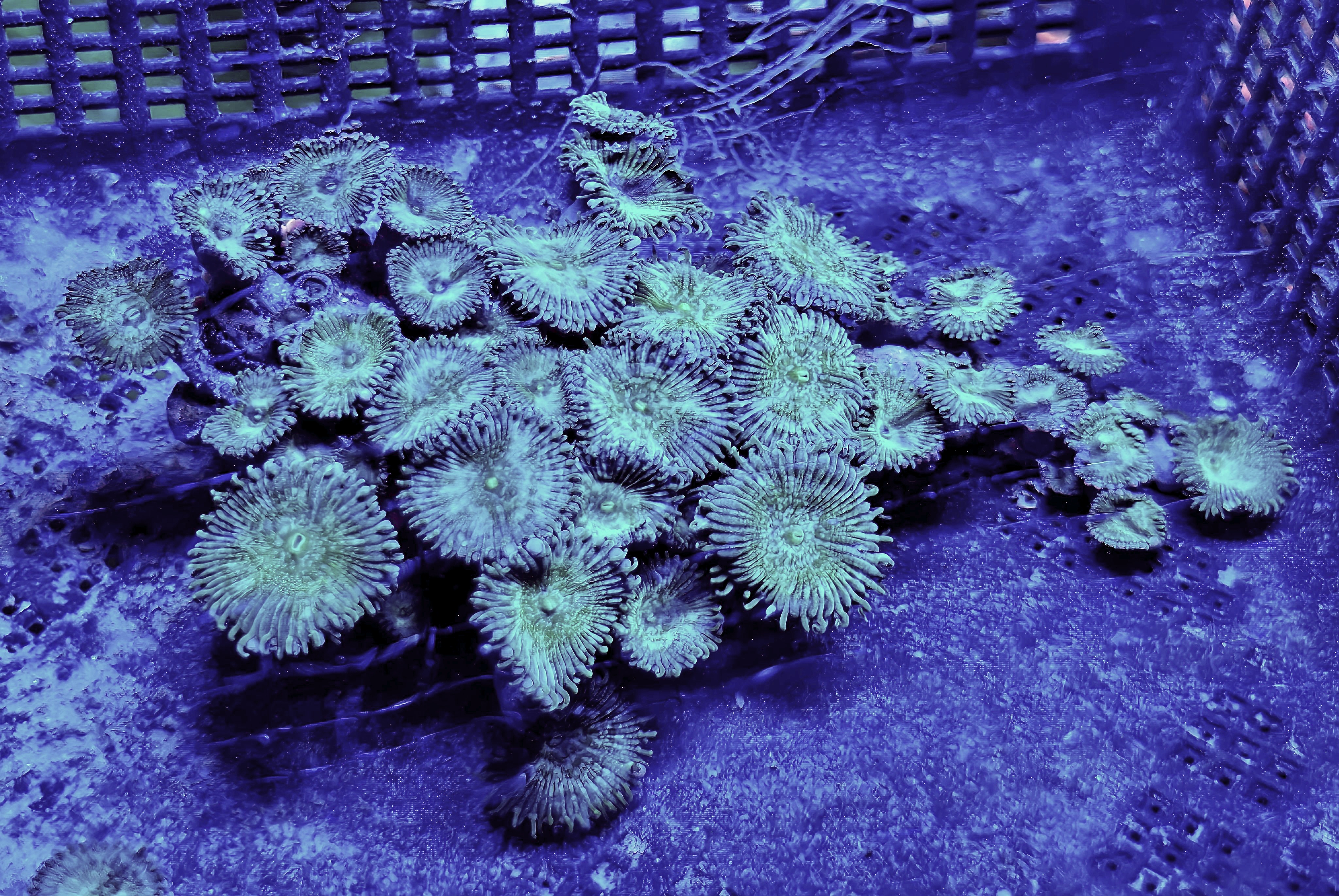 'Irish Cream' 25+ Polyp Colony