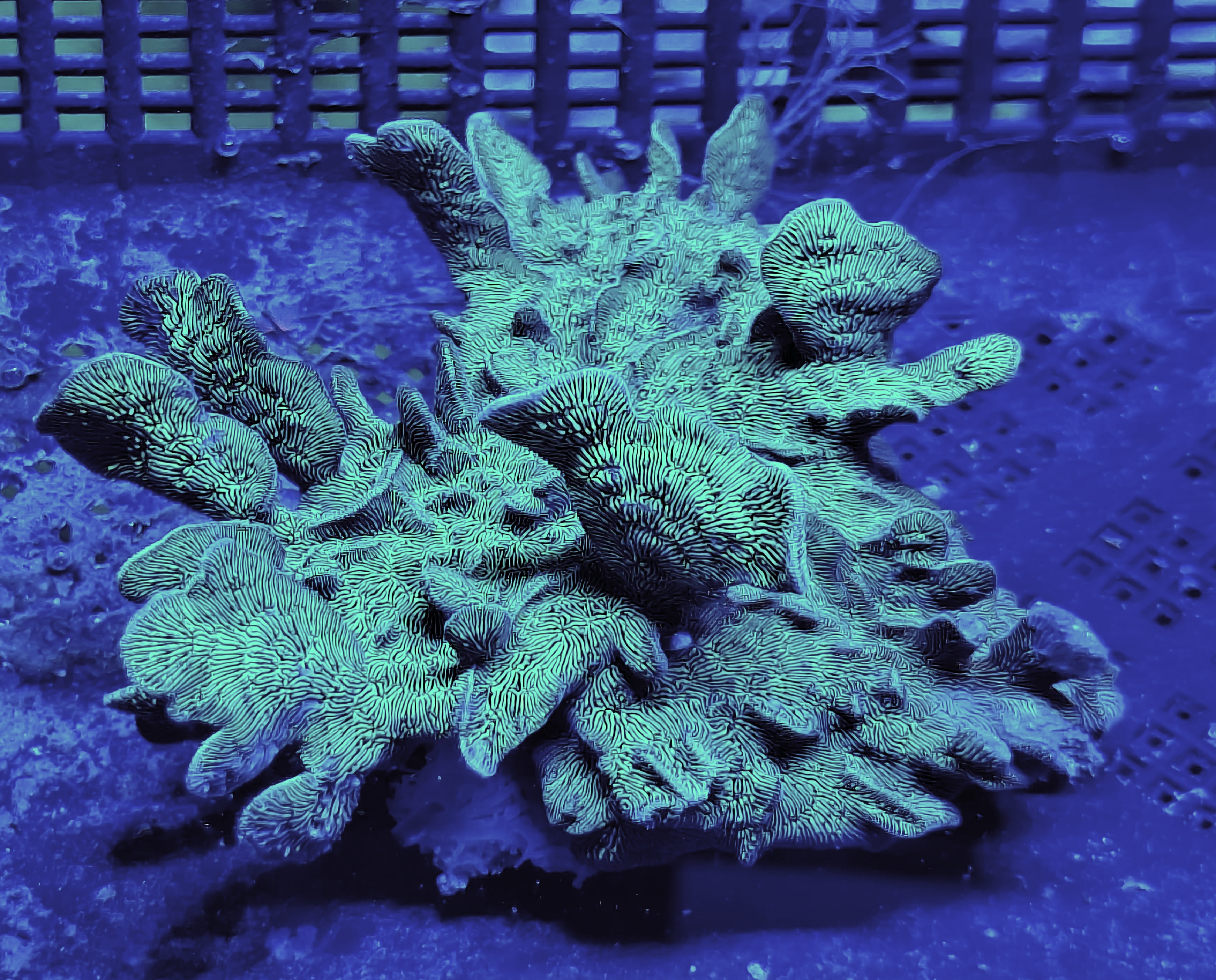 Green Cactus Pavona SPS Coral