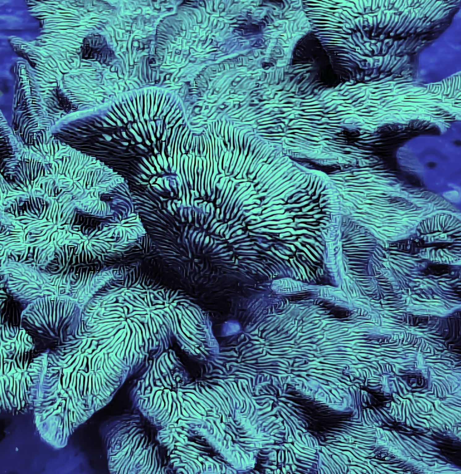 Green Cactus Pavona SPS Coral