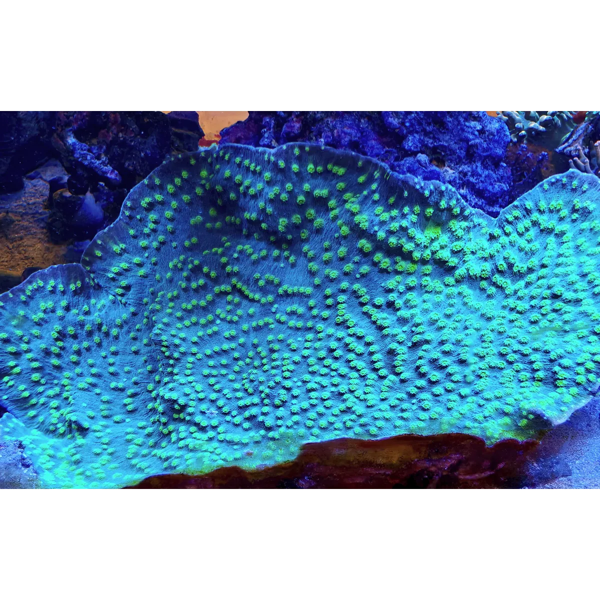 Hollywood Stunner Chalice LPS Coral Frag