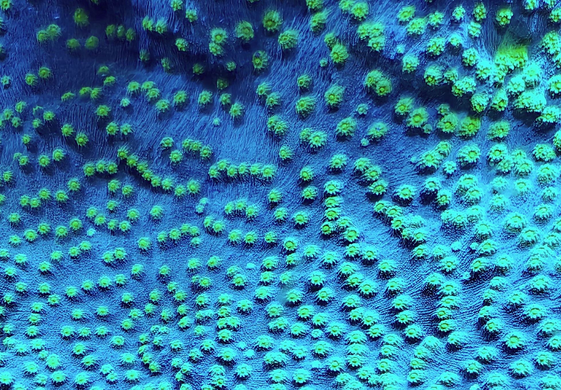 Hollywood Stunner Chalice LPS Coral Frag