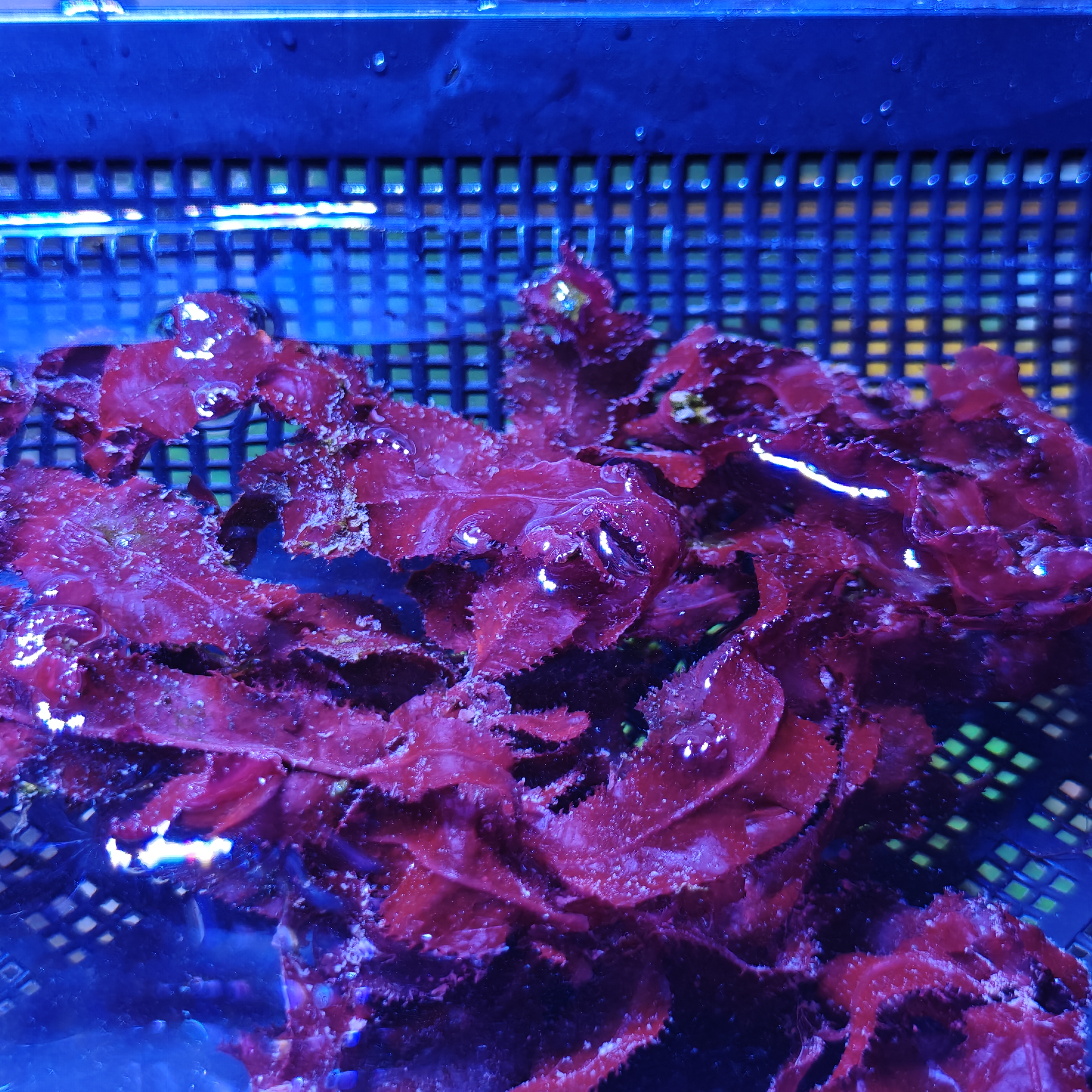 Cryptonemia Crenulata (Red Macroalgae)