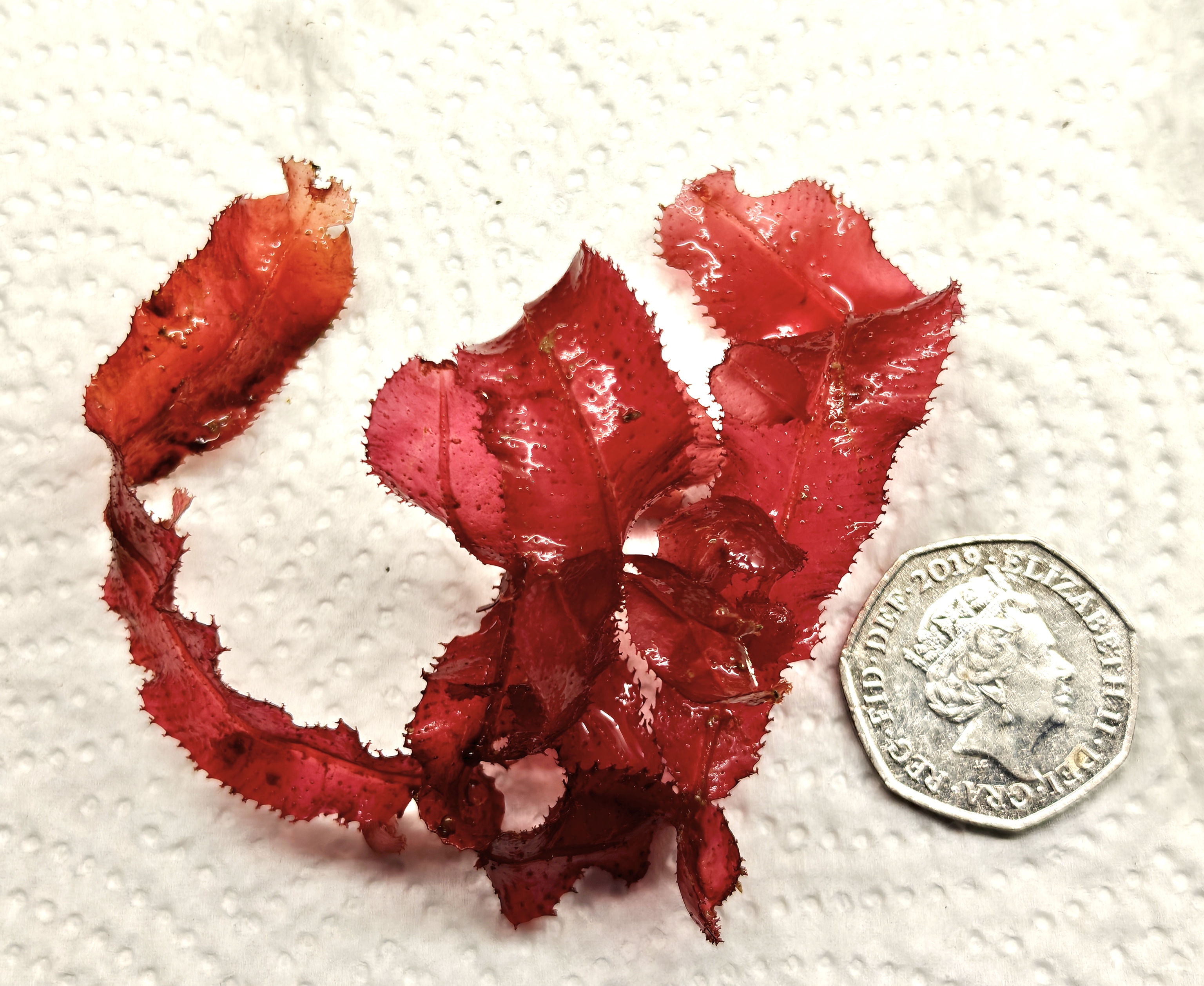Cryptonemia Crenulata (Red Macroalgae)