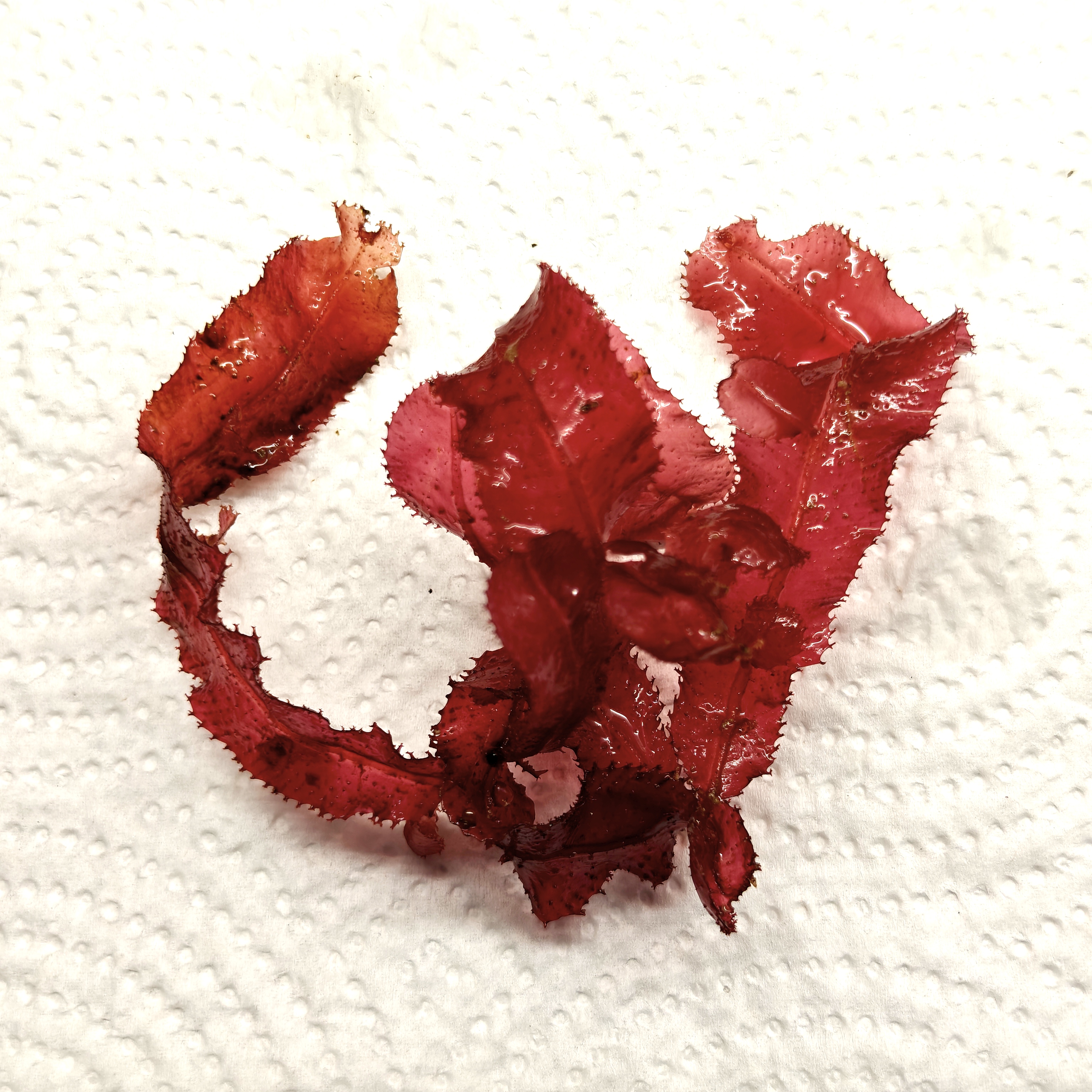 Cryptonemia Crenulata (Red Macroalgae)