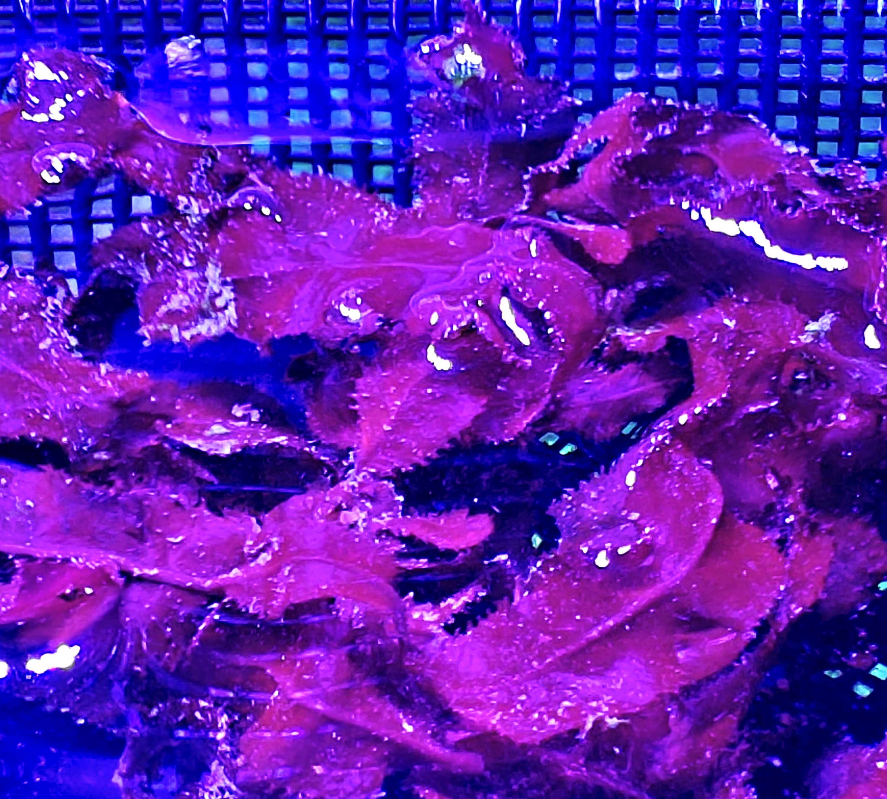 Cryptonemia Crenulata (Red Macroalgae)