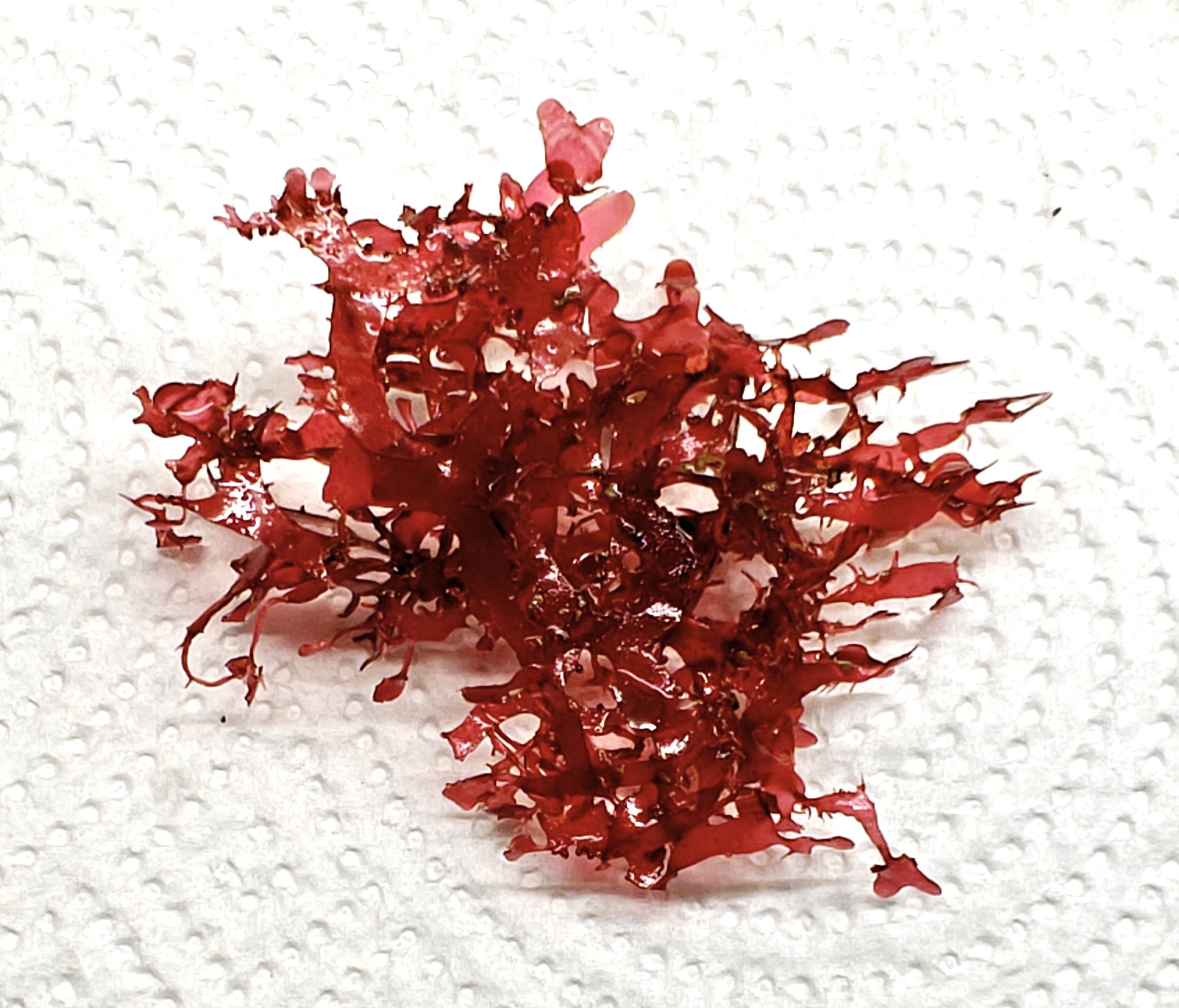 Halymenia Durvillei (Dragons Breath) Macroalgae