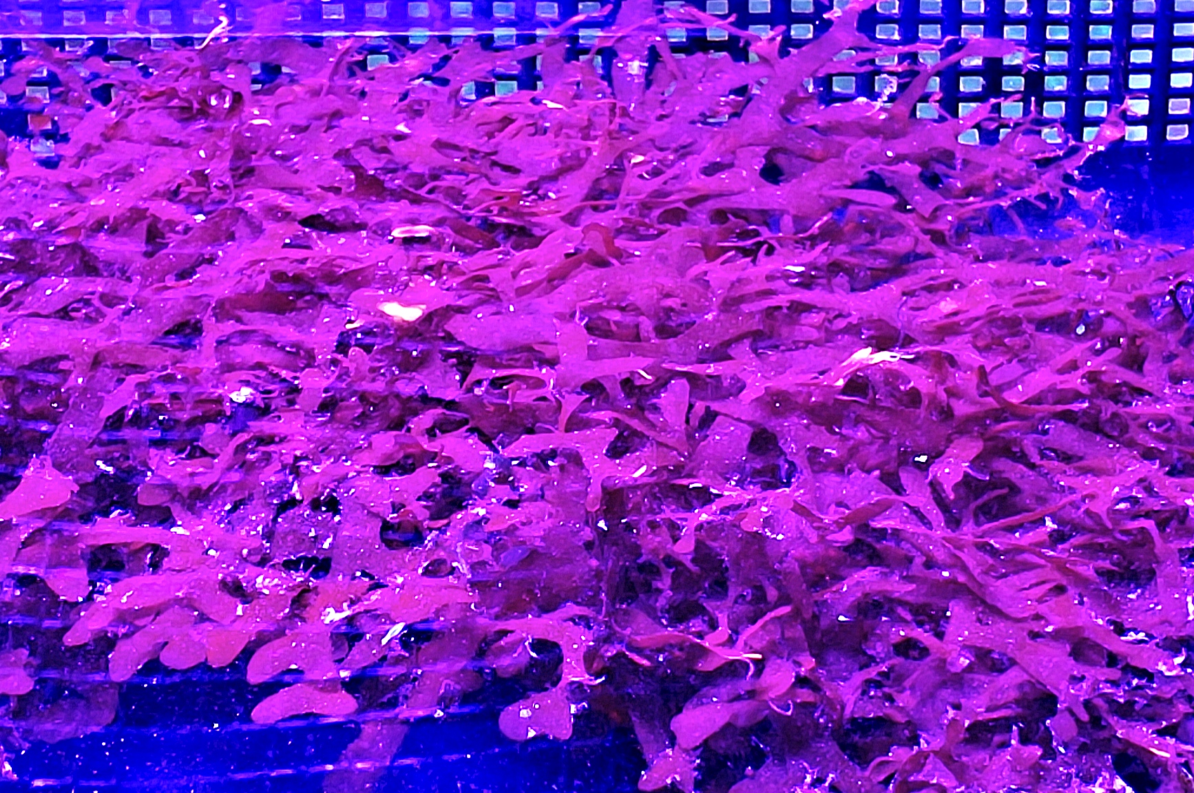 Halymenia Durvillei (Dragons Breath) Macroalgae