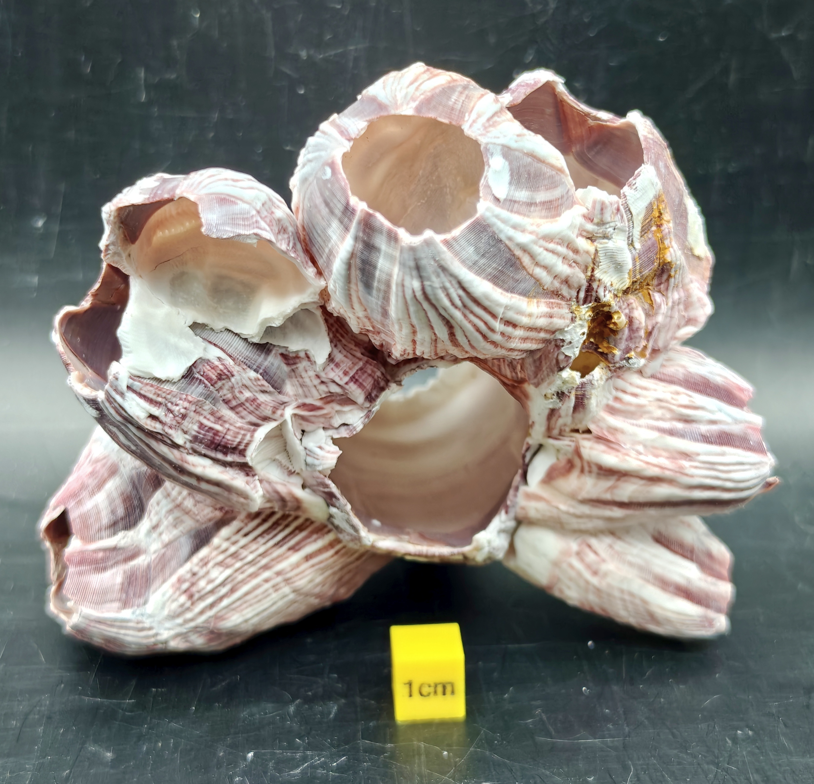 Natural Barnacle Cluster (Small)