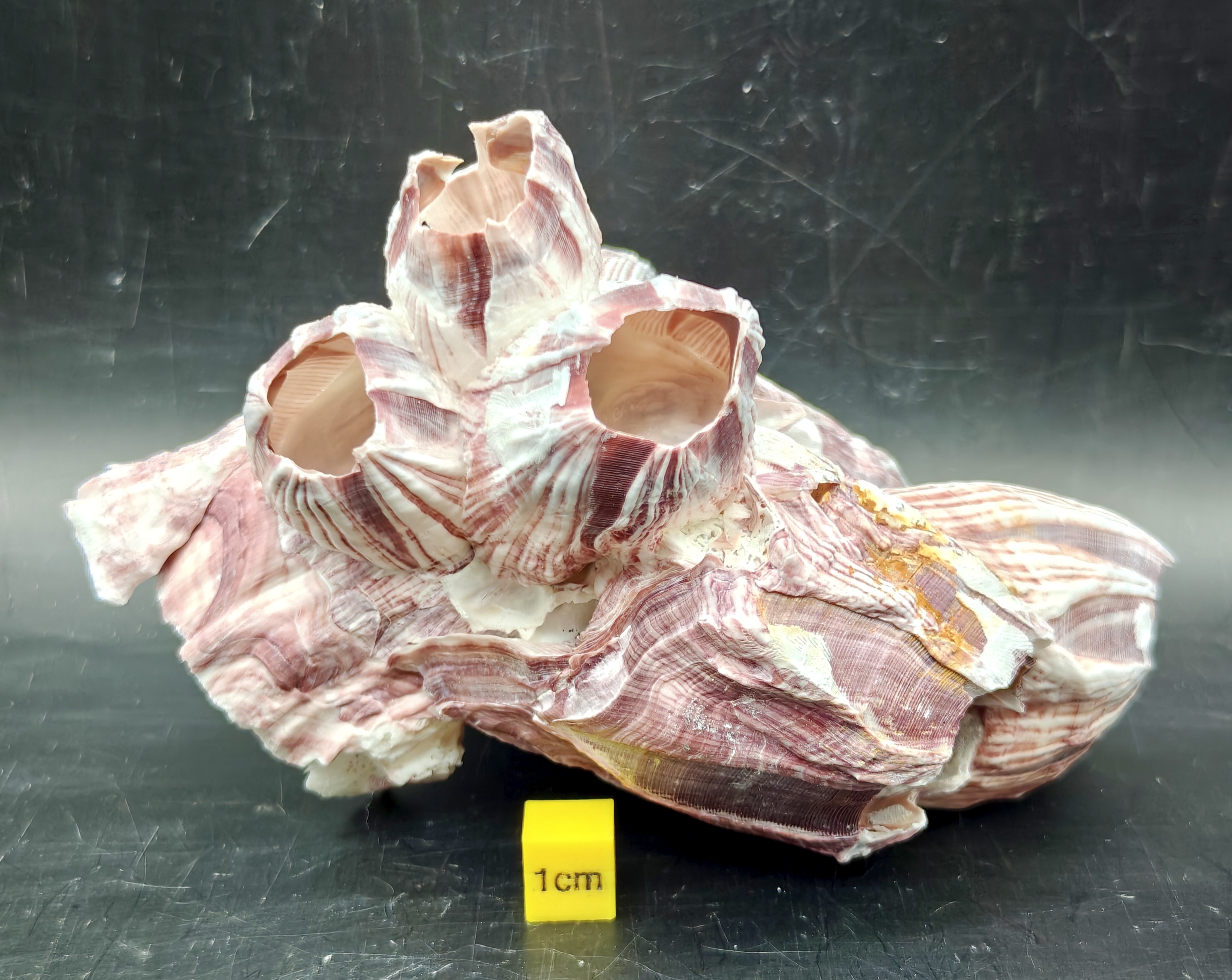 Natural Barnacle Cluster (Small)