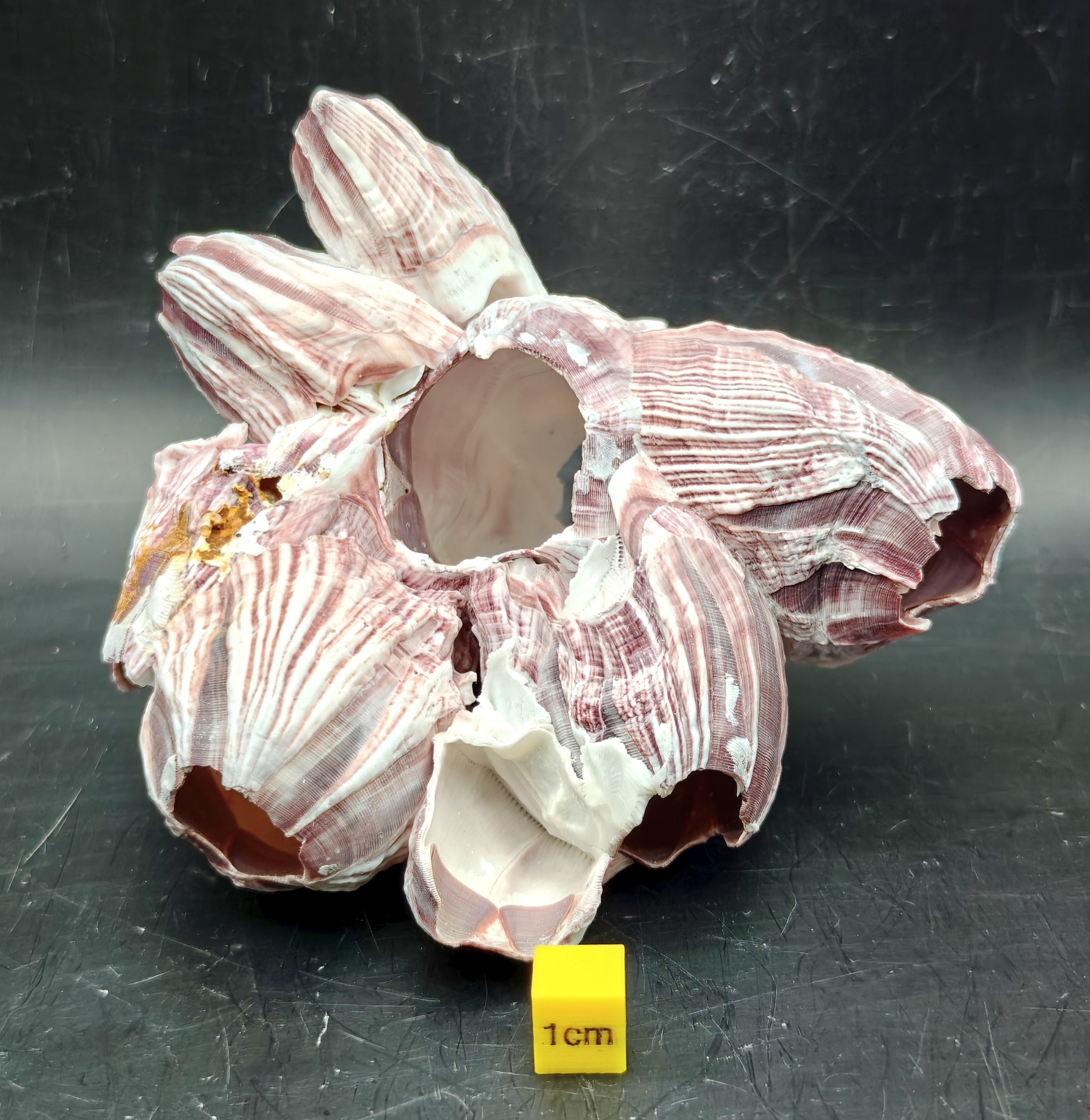 Natural Barnacle Cluster (Small)