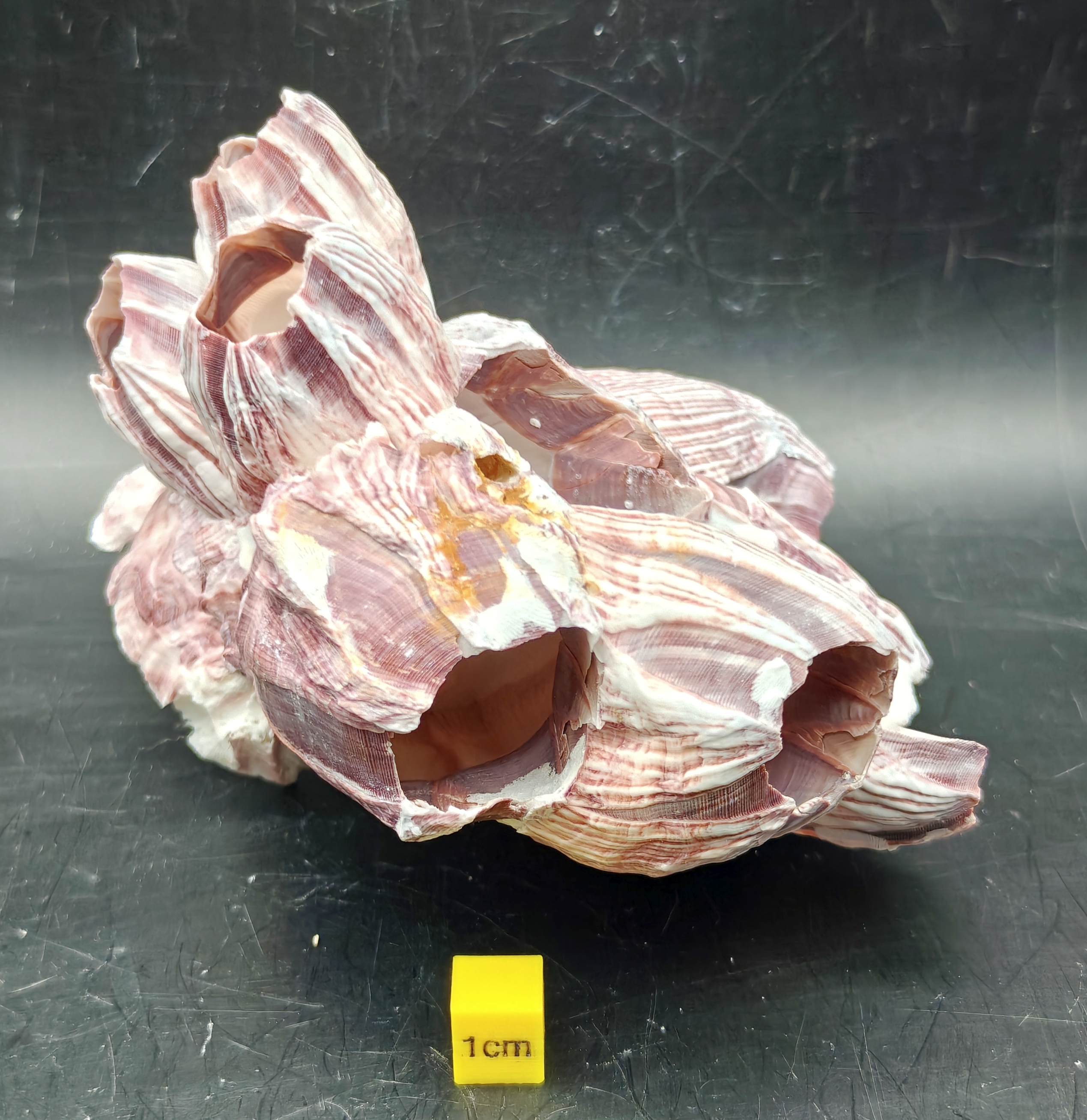 Natural Barnacle Cluster (Small)