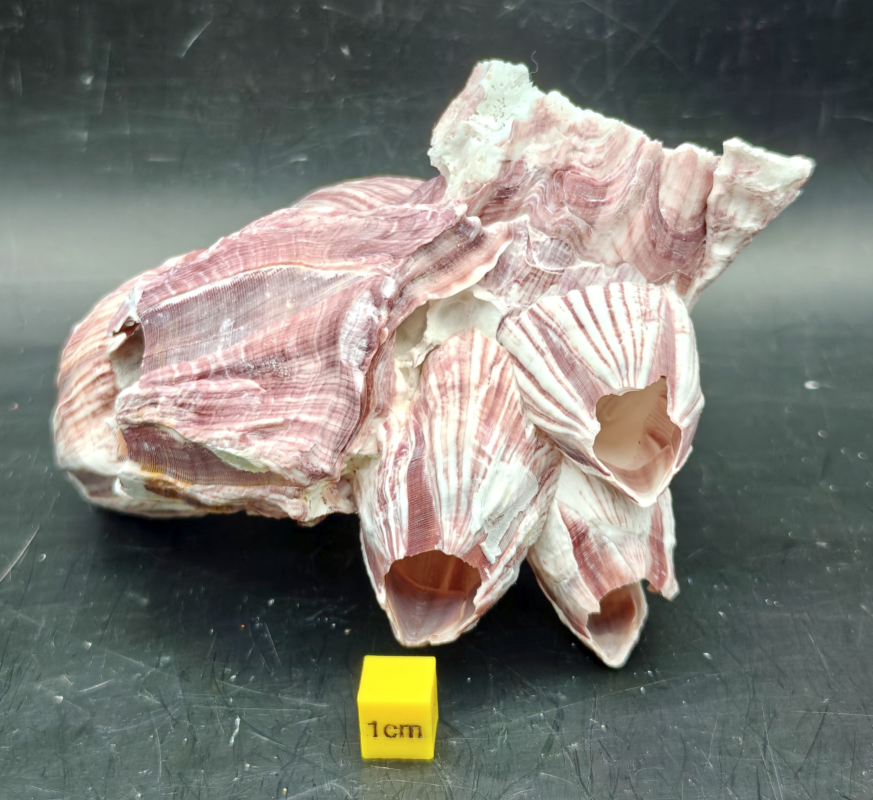 Natural Barnacle Cluster (Small)