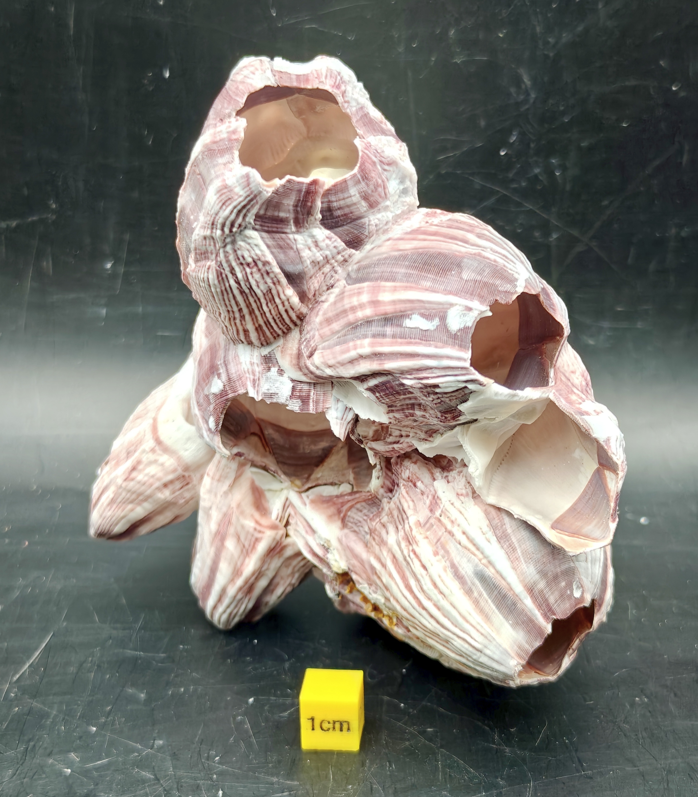 Natural Barnacle Cluster (Small)