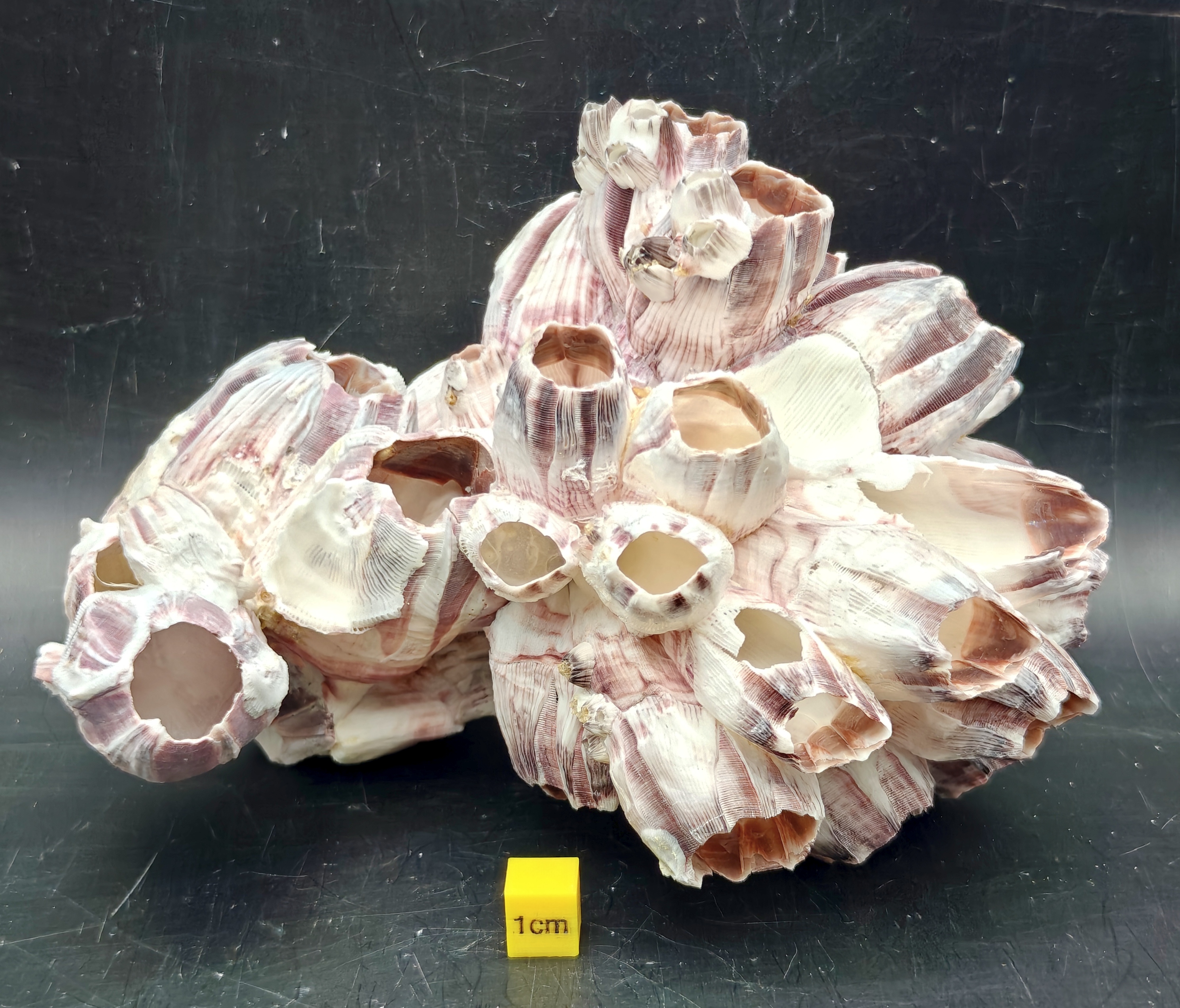 Natural Barnacle Cluster (Large)