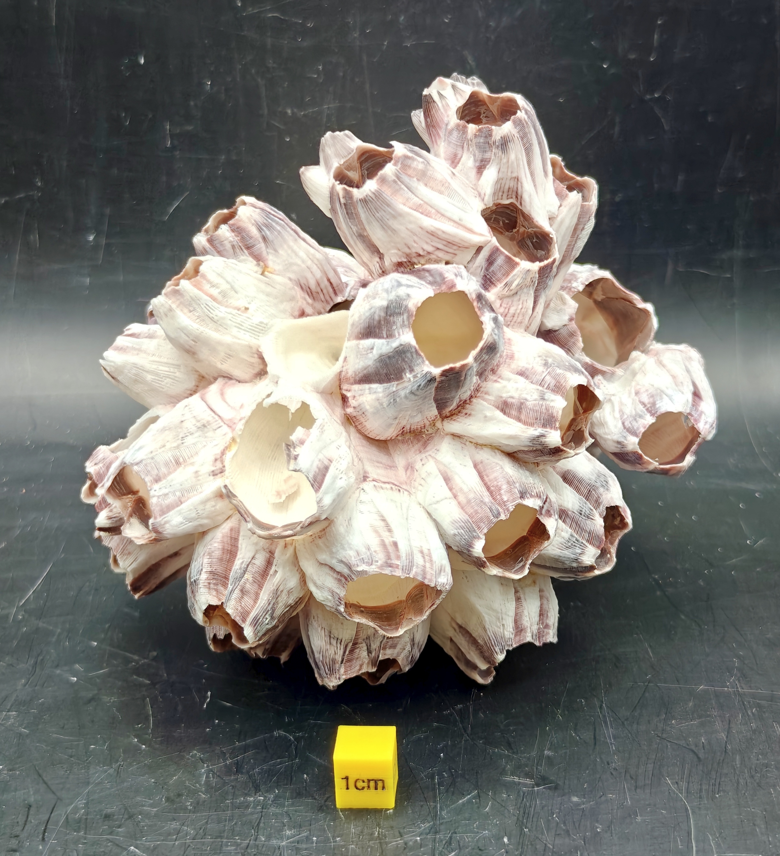 Natural Barnacle Cluster (Large)