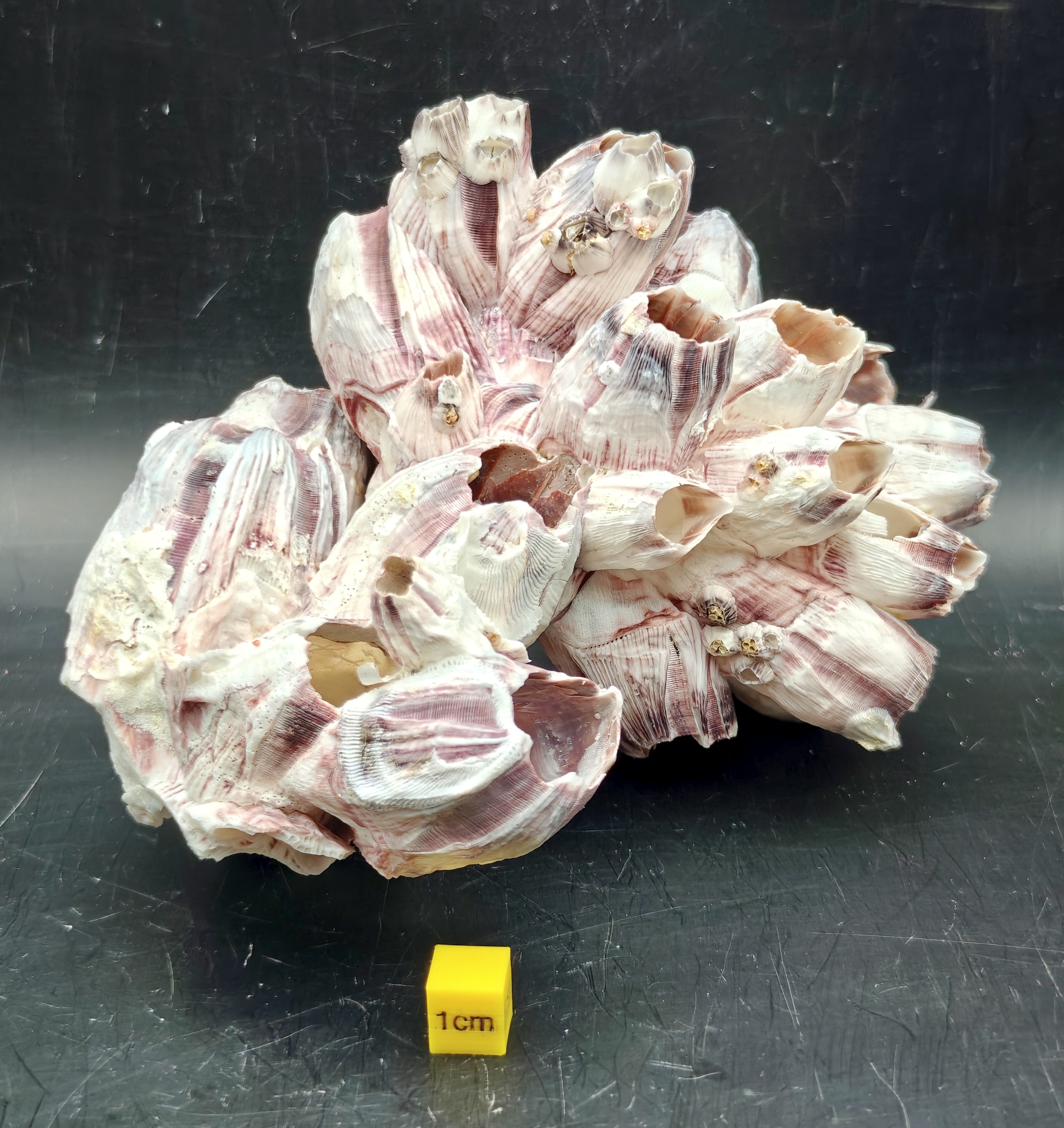 Natural Barnacle Cluster (Large)