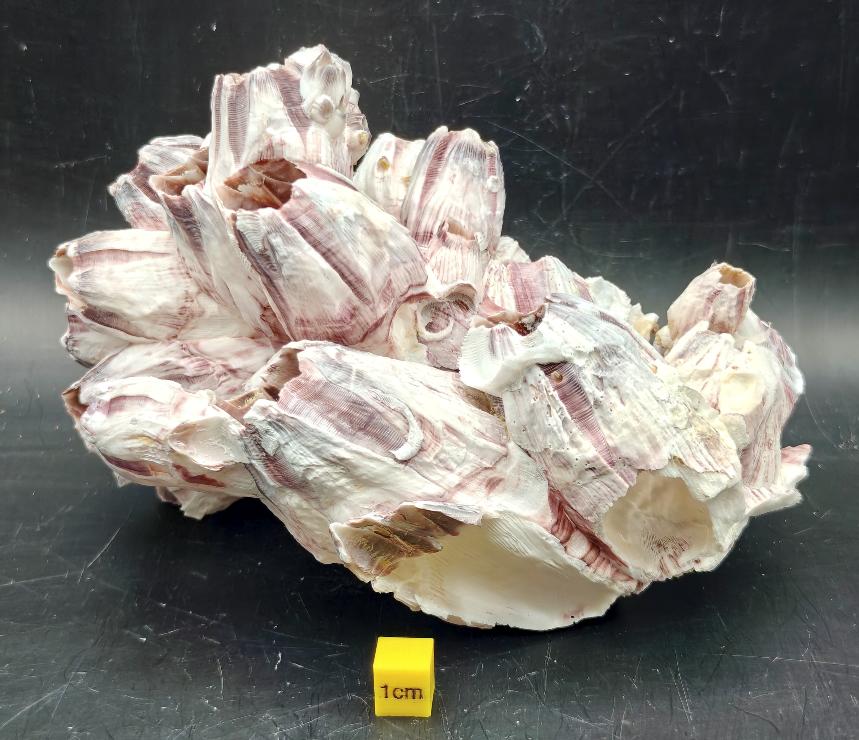 Natural Barnacle Cluster (Large)