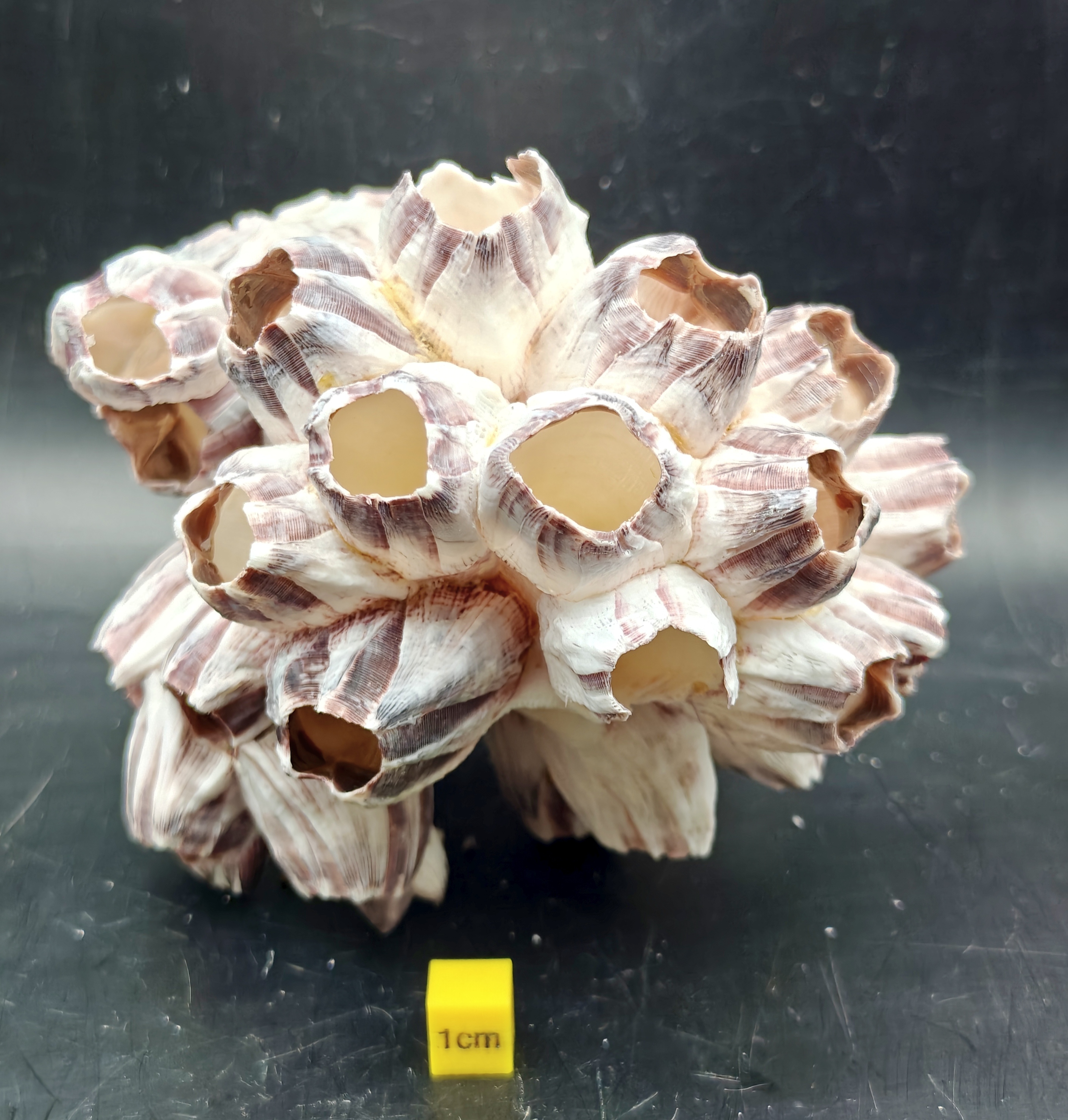 Natural Barnacle Cluster (Large)