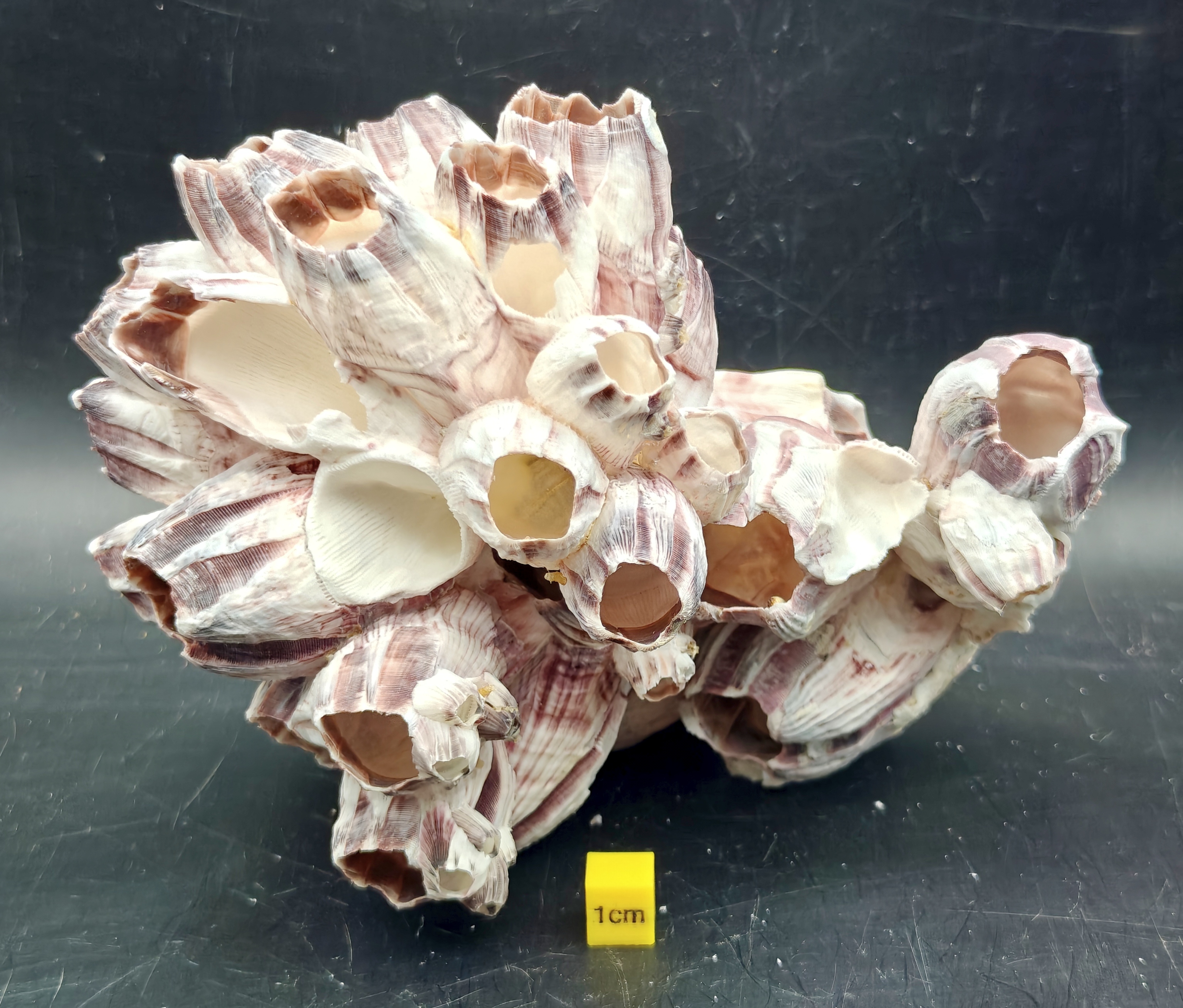 Natural Barnacle Cluster (Large)