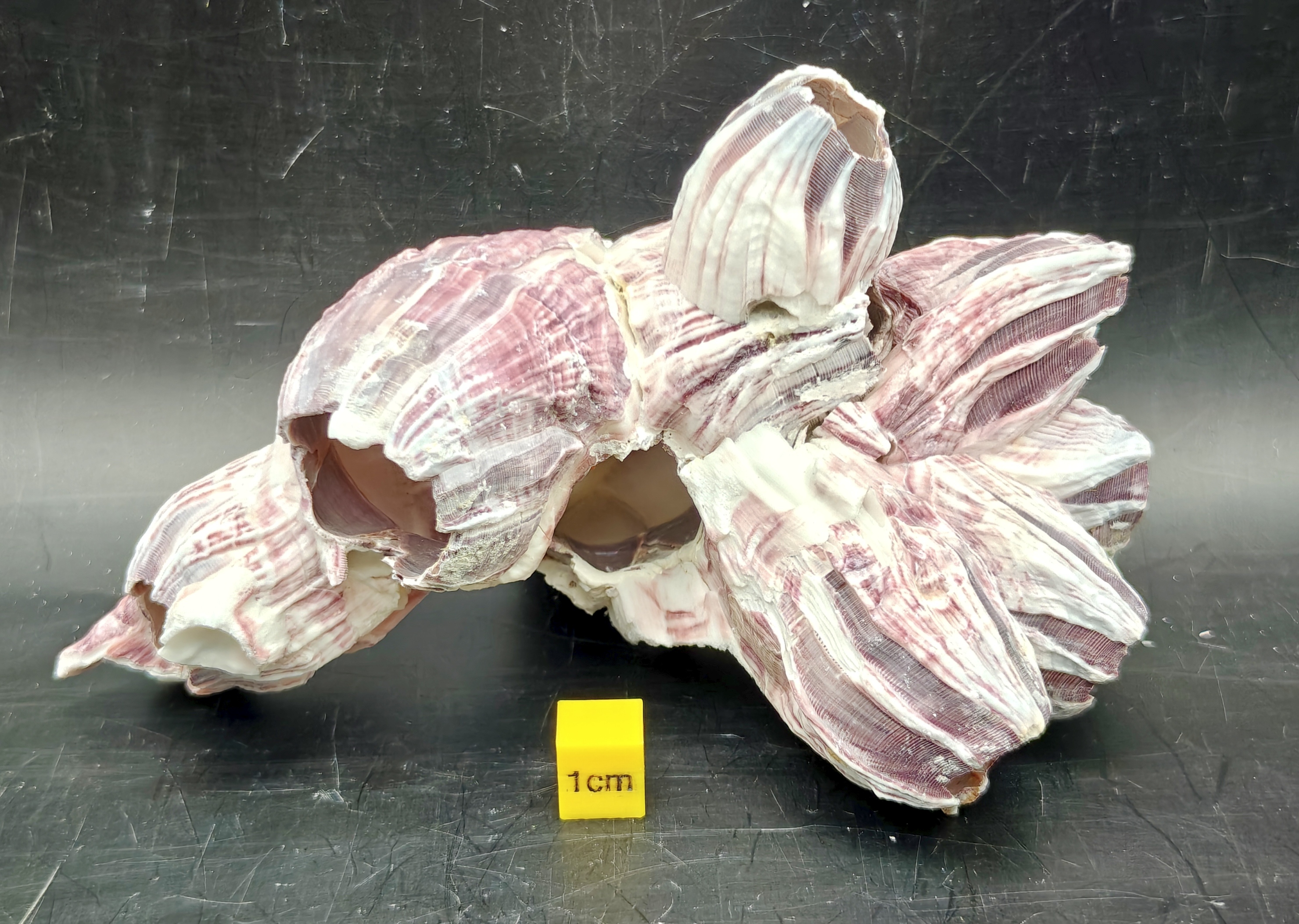 Natural Barnacle Cluster (Small)