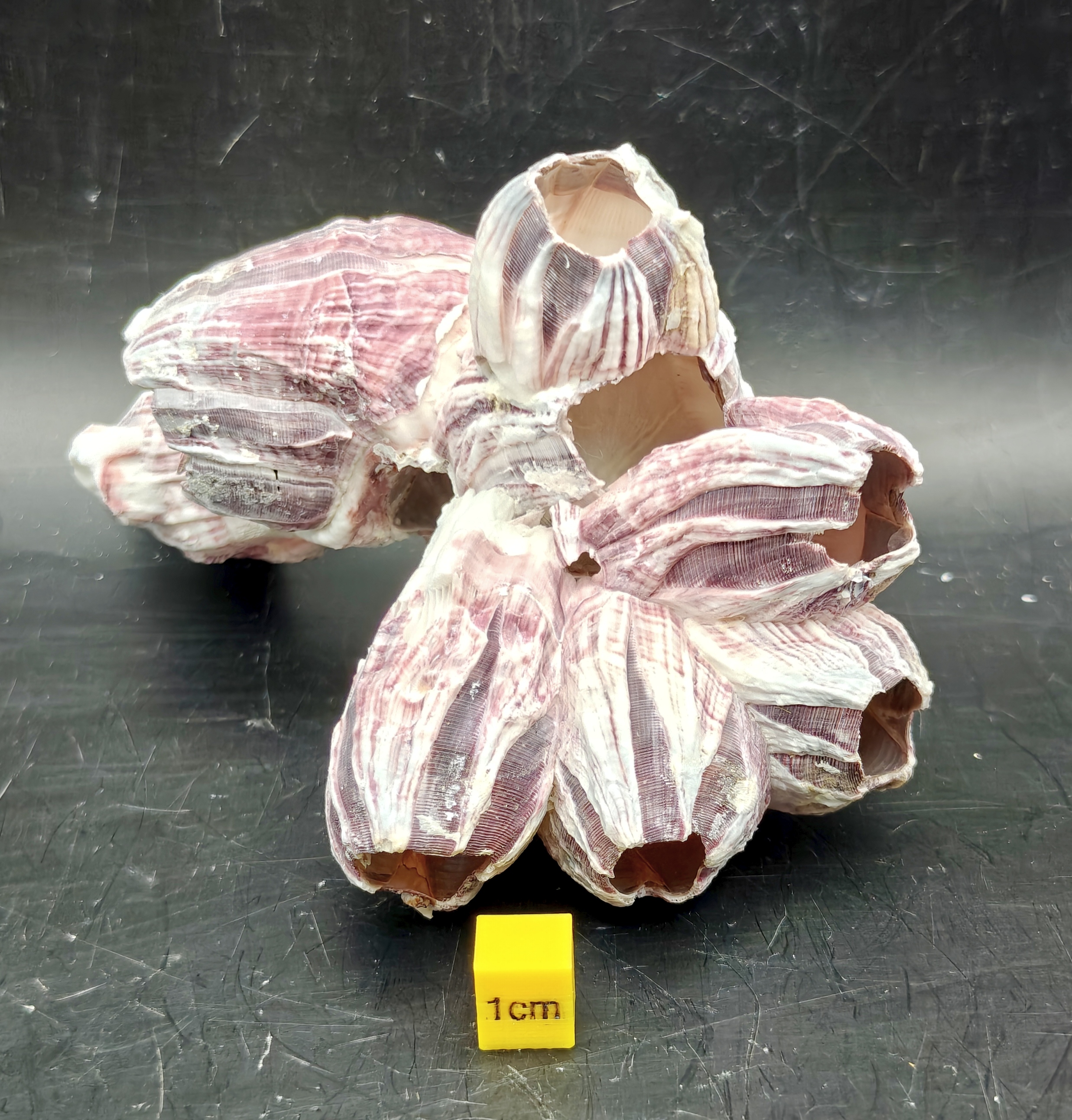 Natural Barnacle Cluster (Small)