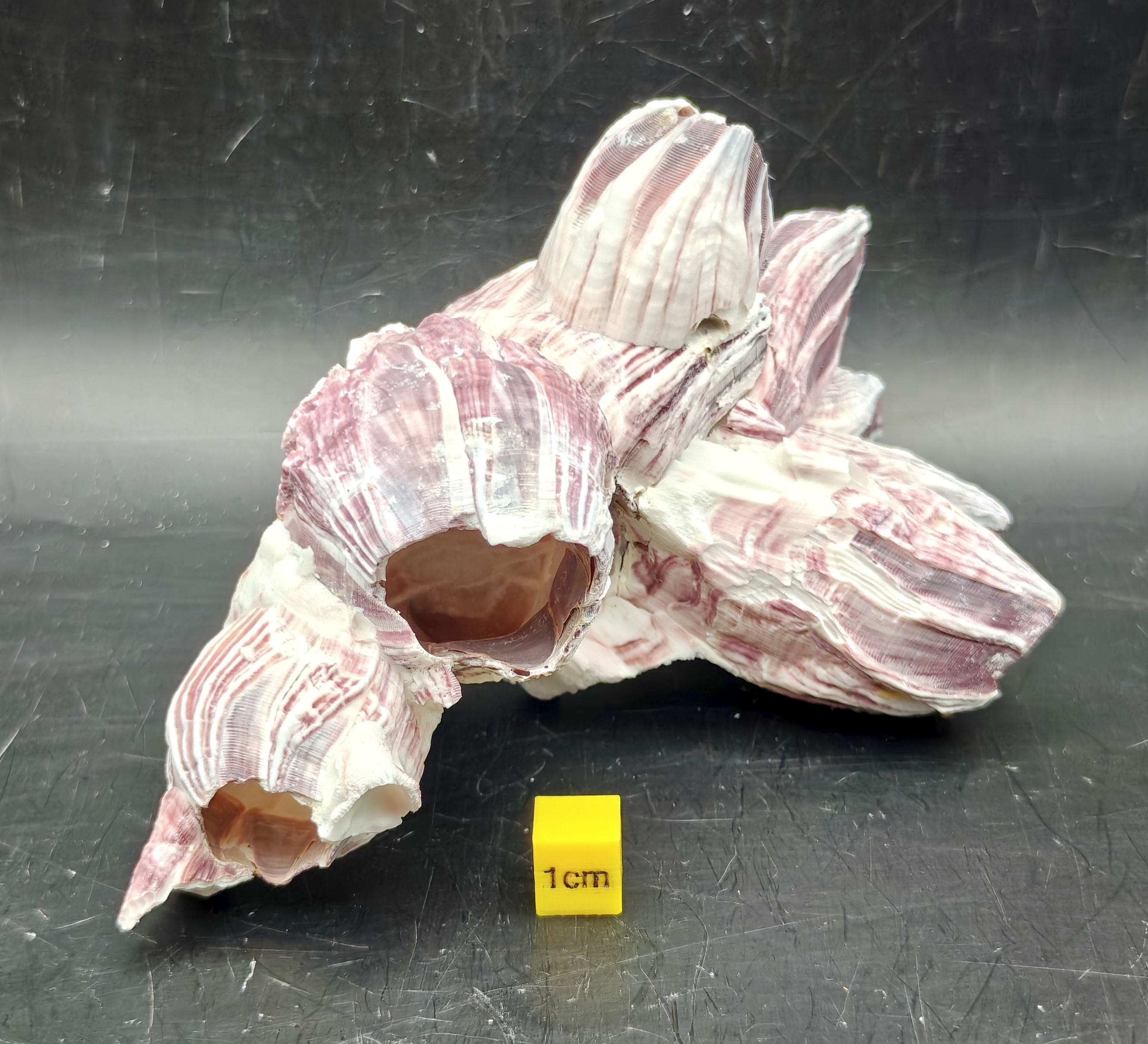 Natural Barnacle Cluster (Small)