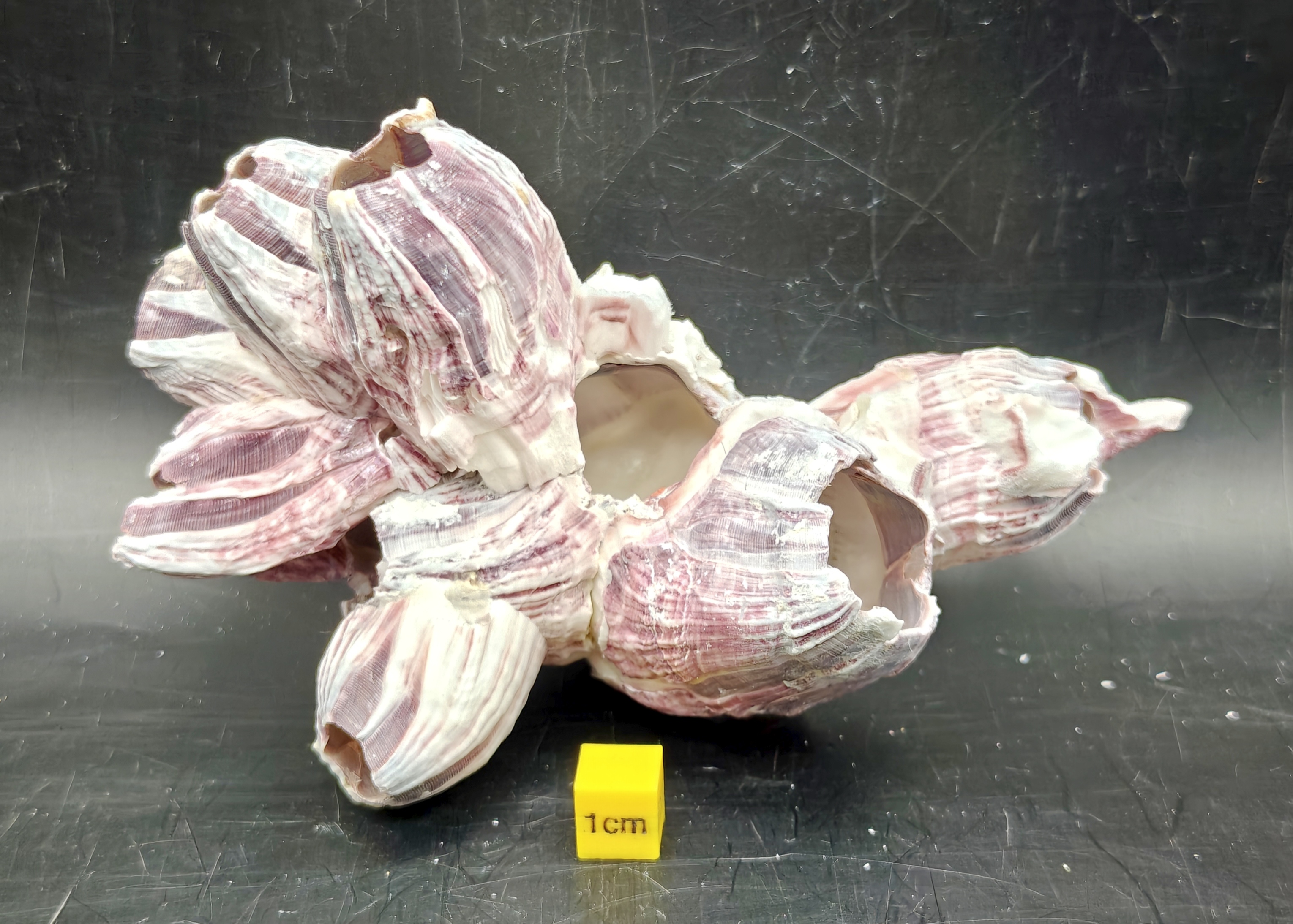Natural Barnacle Cluster (Small)