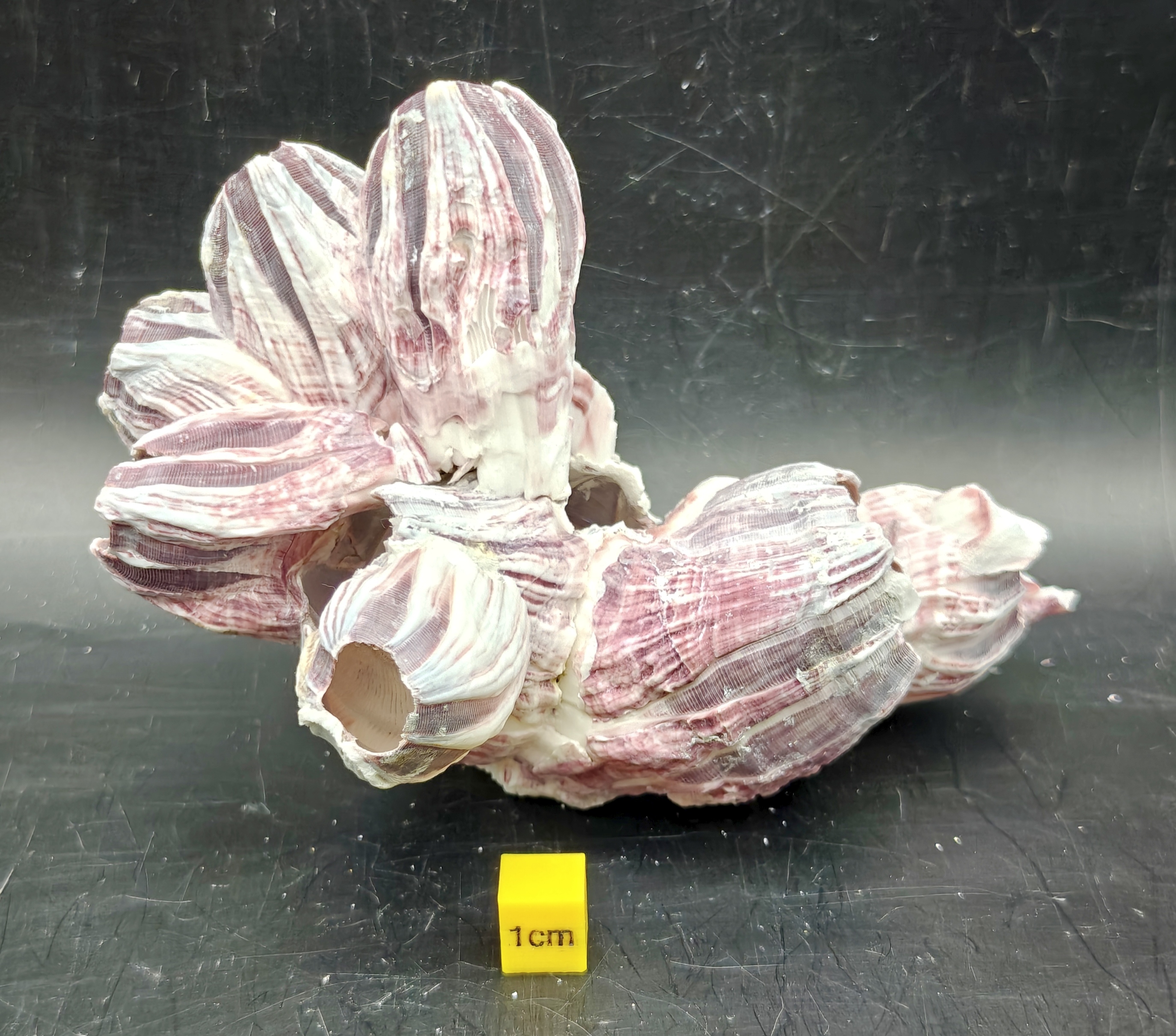Natural Barnacle Cluster (Small)