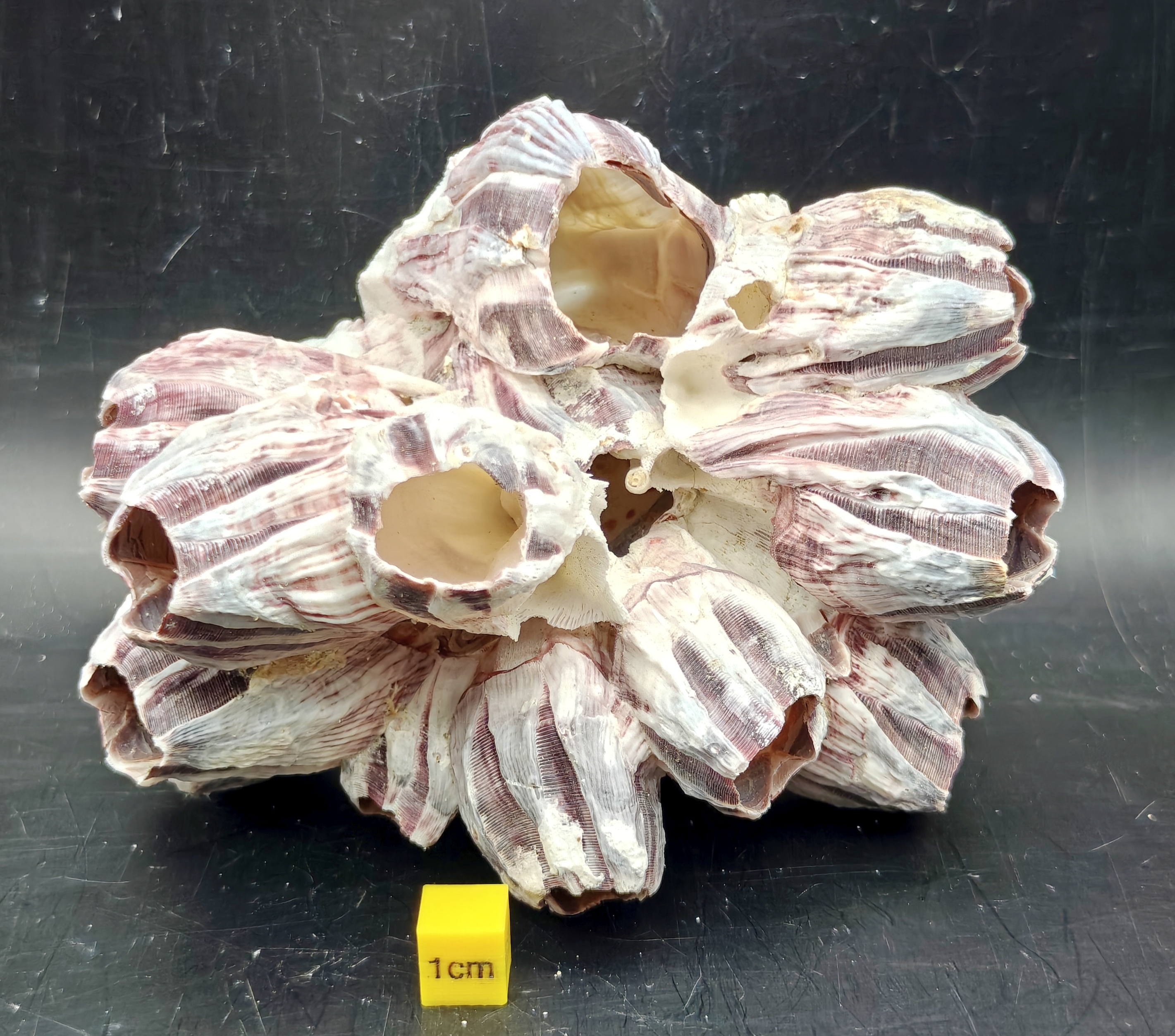 Natural Barnacle Cluster (Medium)