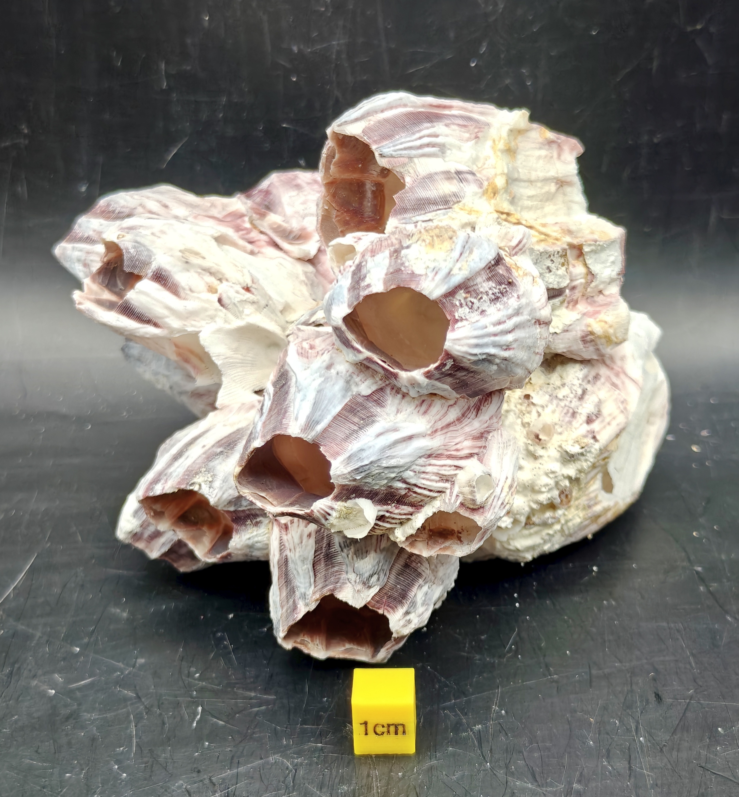 Natural Barnacle Cluster (Medium)