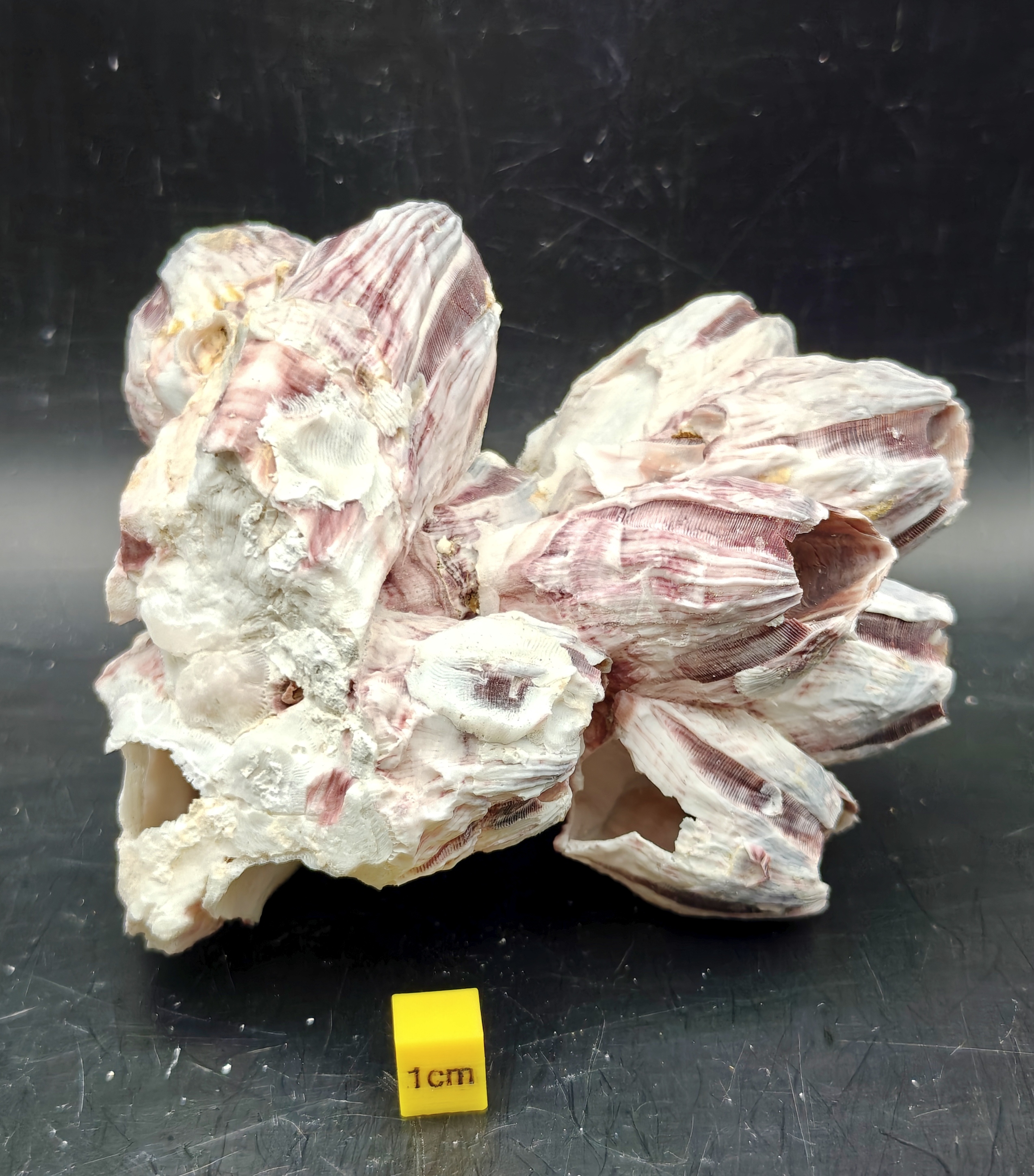 Natural Barnacle Cluster (Medium)