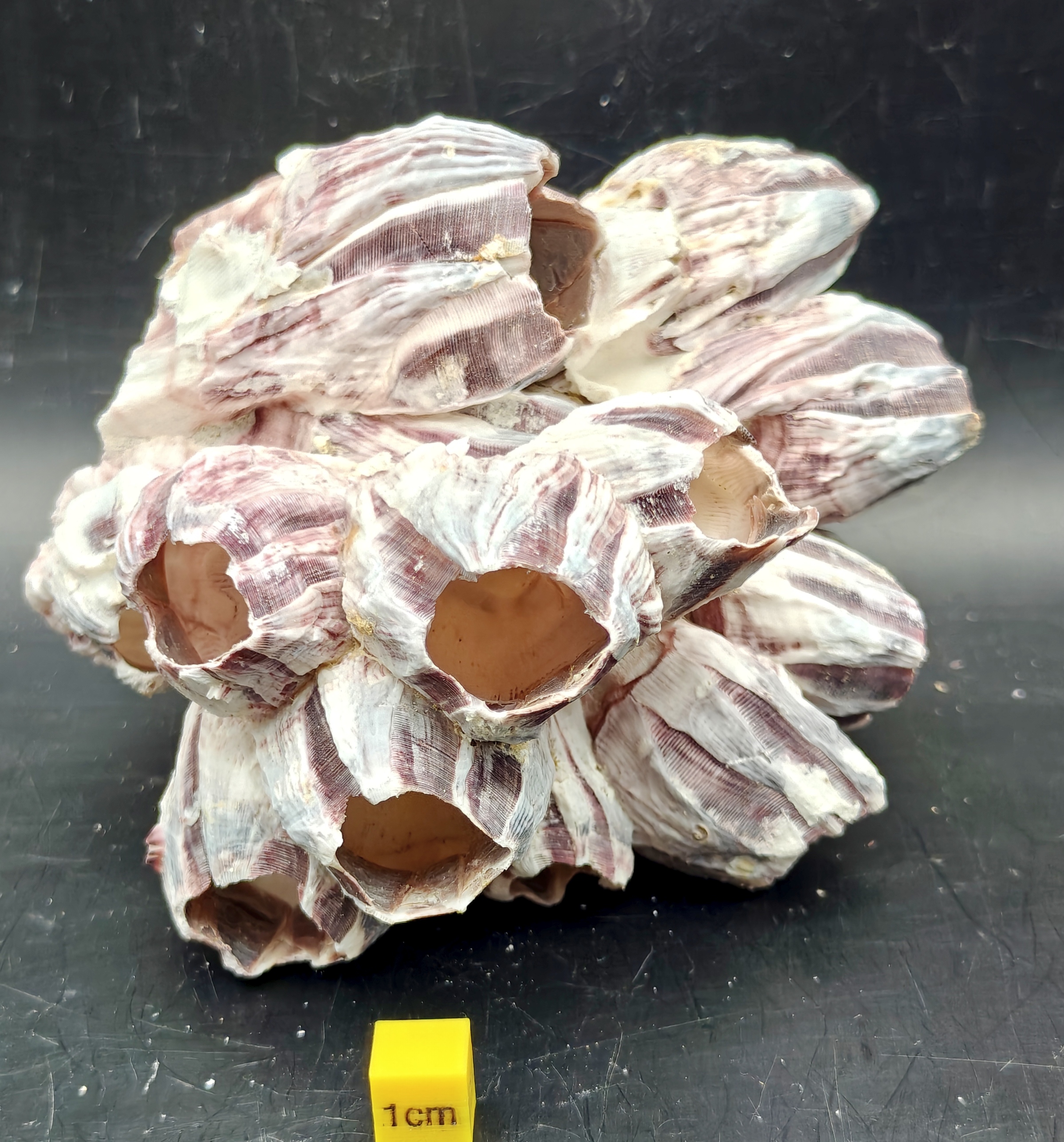Natural Barnacle Cluster (Medium)