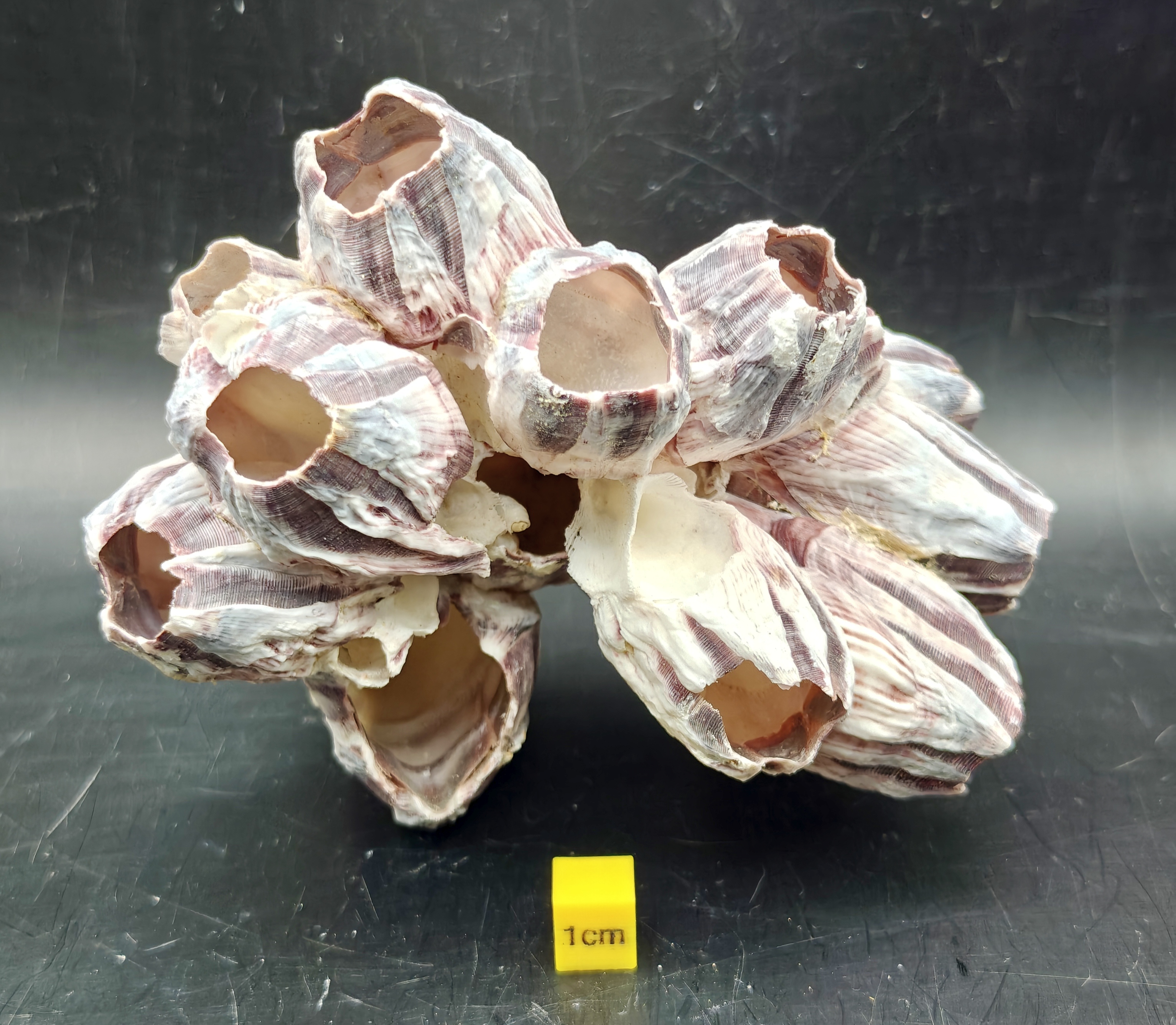 Natural Barnacle Cluster (Medium)