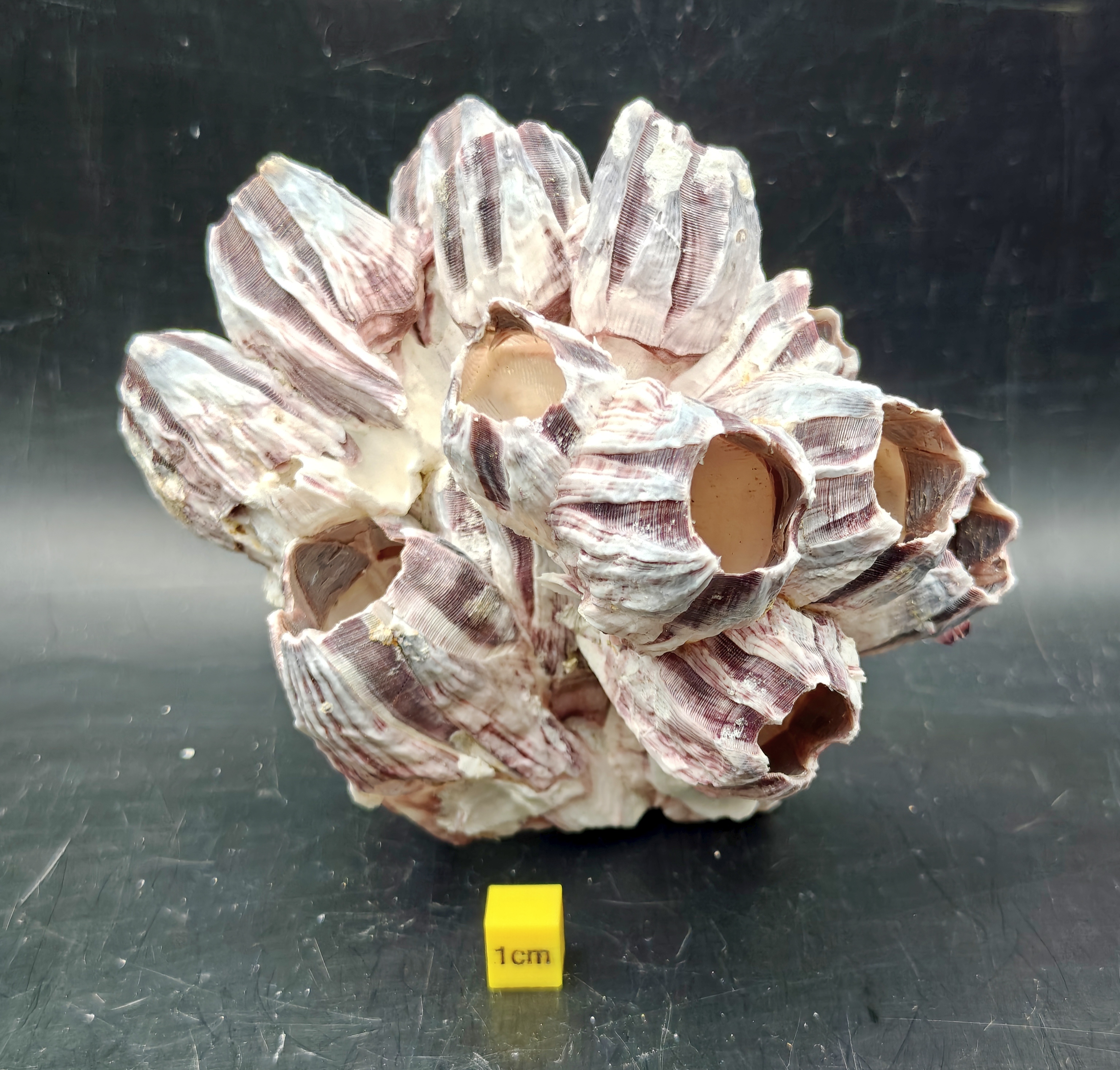 Natural Barnacle Cluster (Medium)