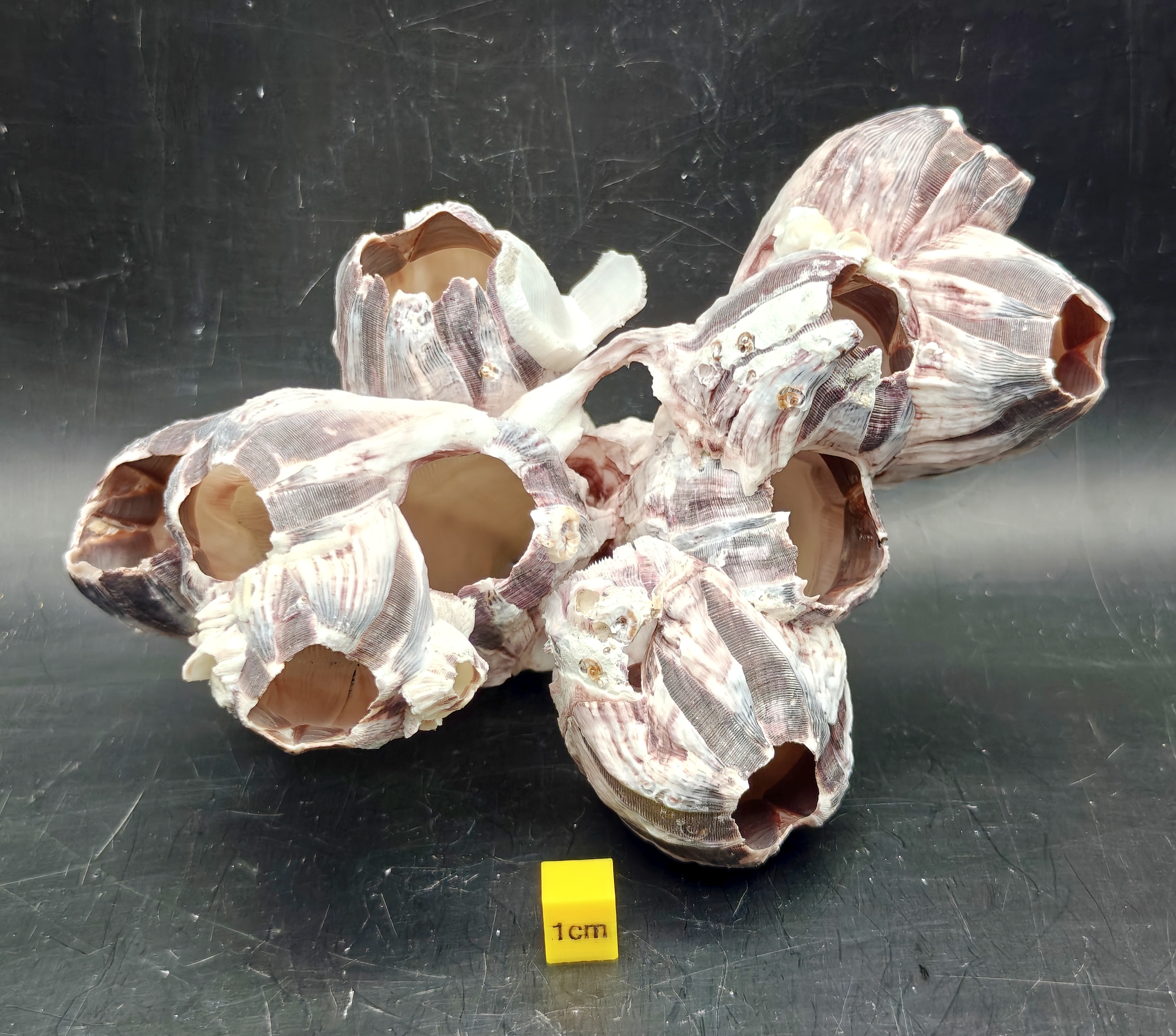 Natural Barnacle Cluster (Large)