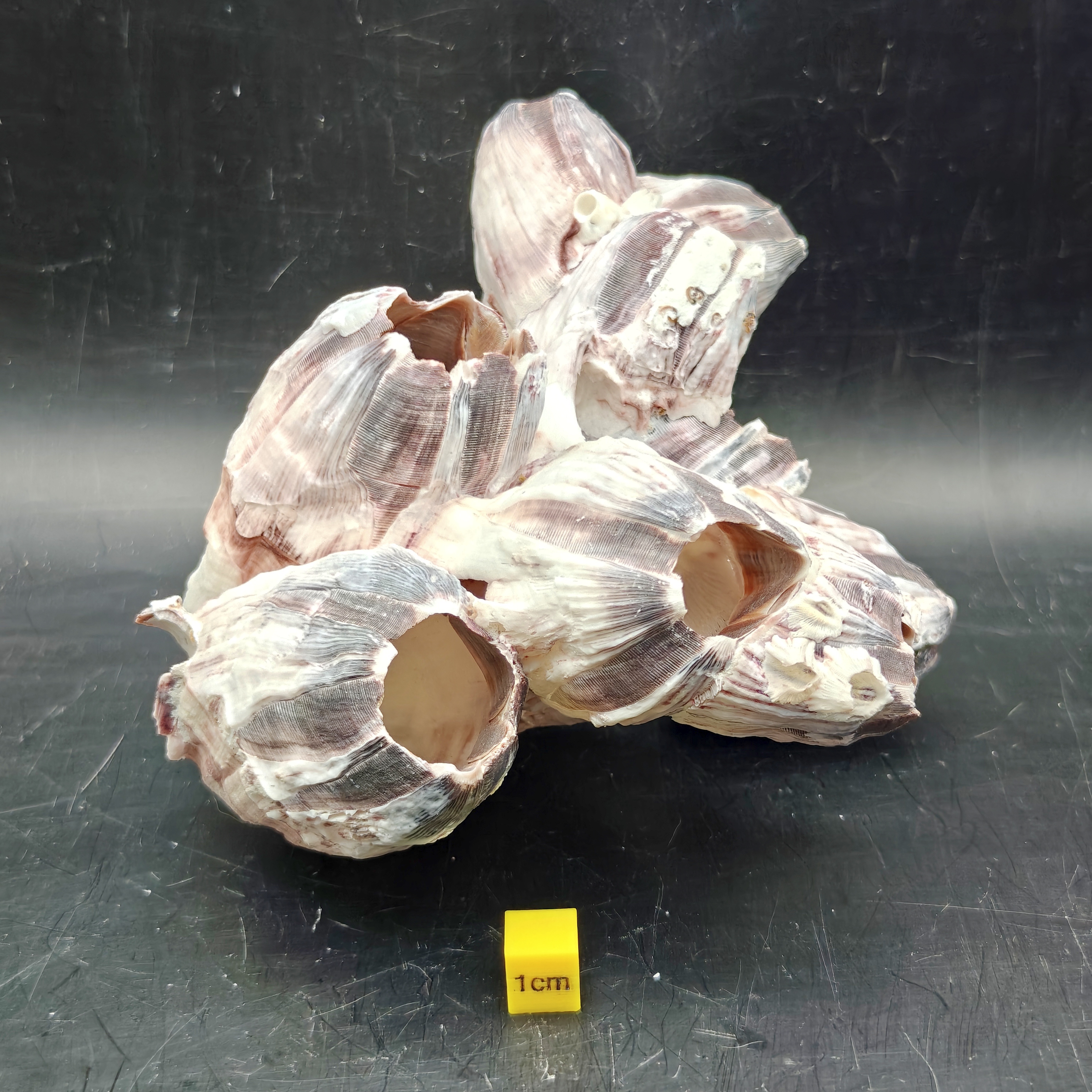 Natural Barnacle Cluster (Large)