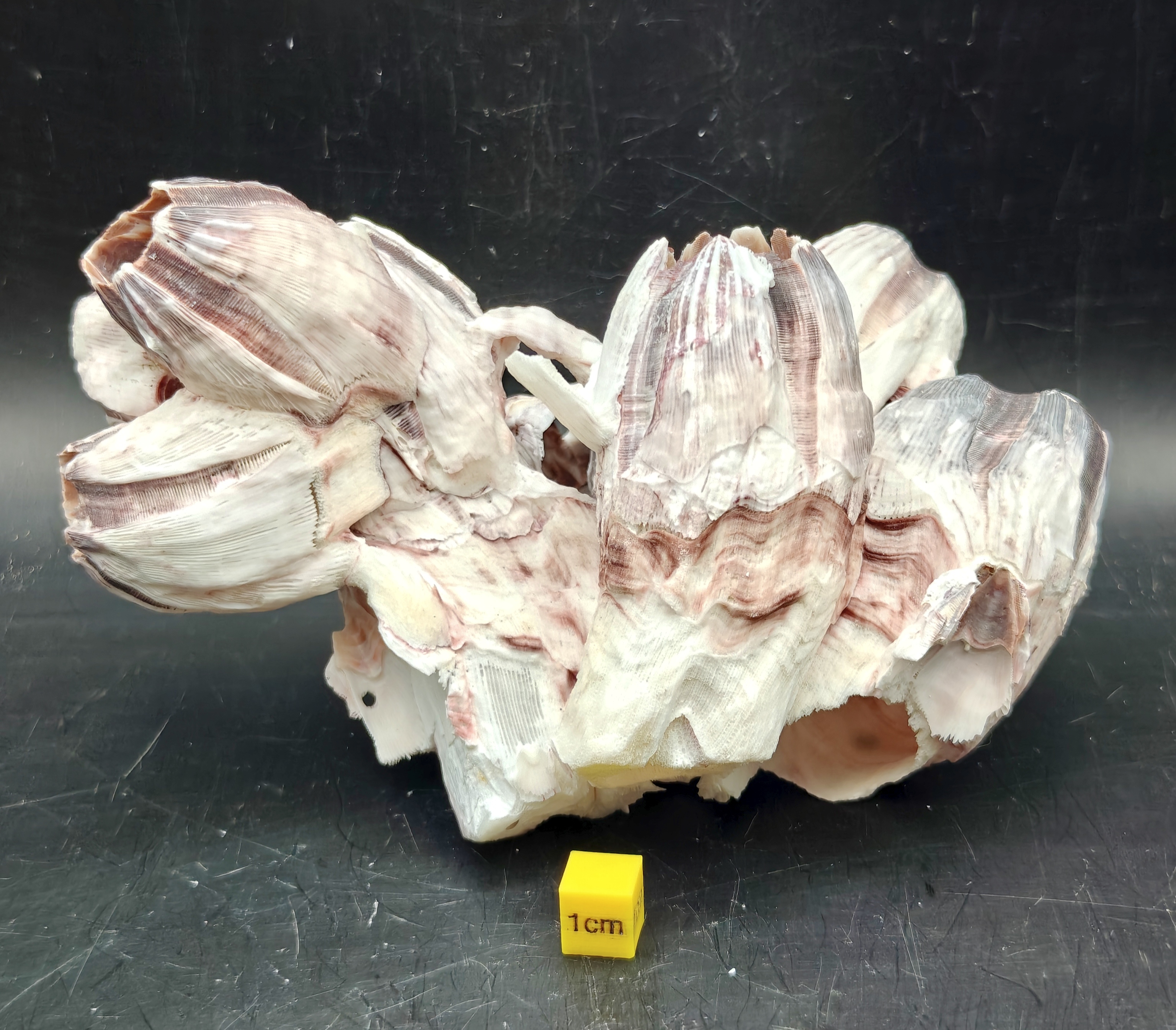 Natural Barnacle Cluster (Large)