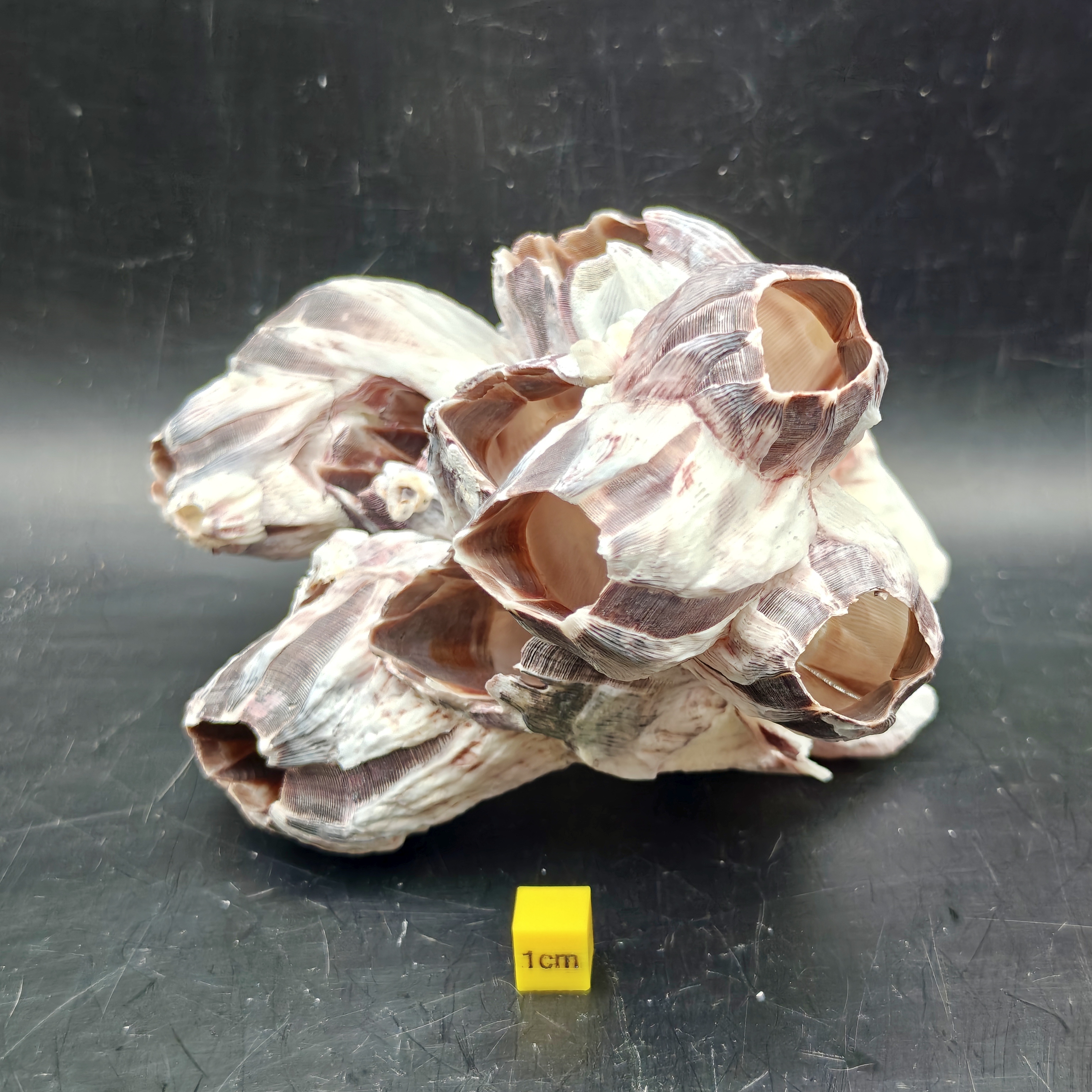 Natural Barnacle Cluster (Large)