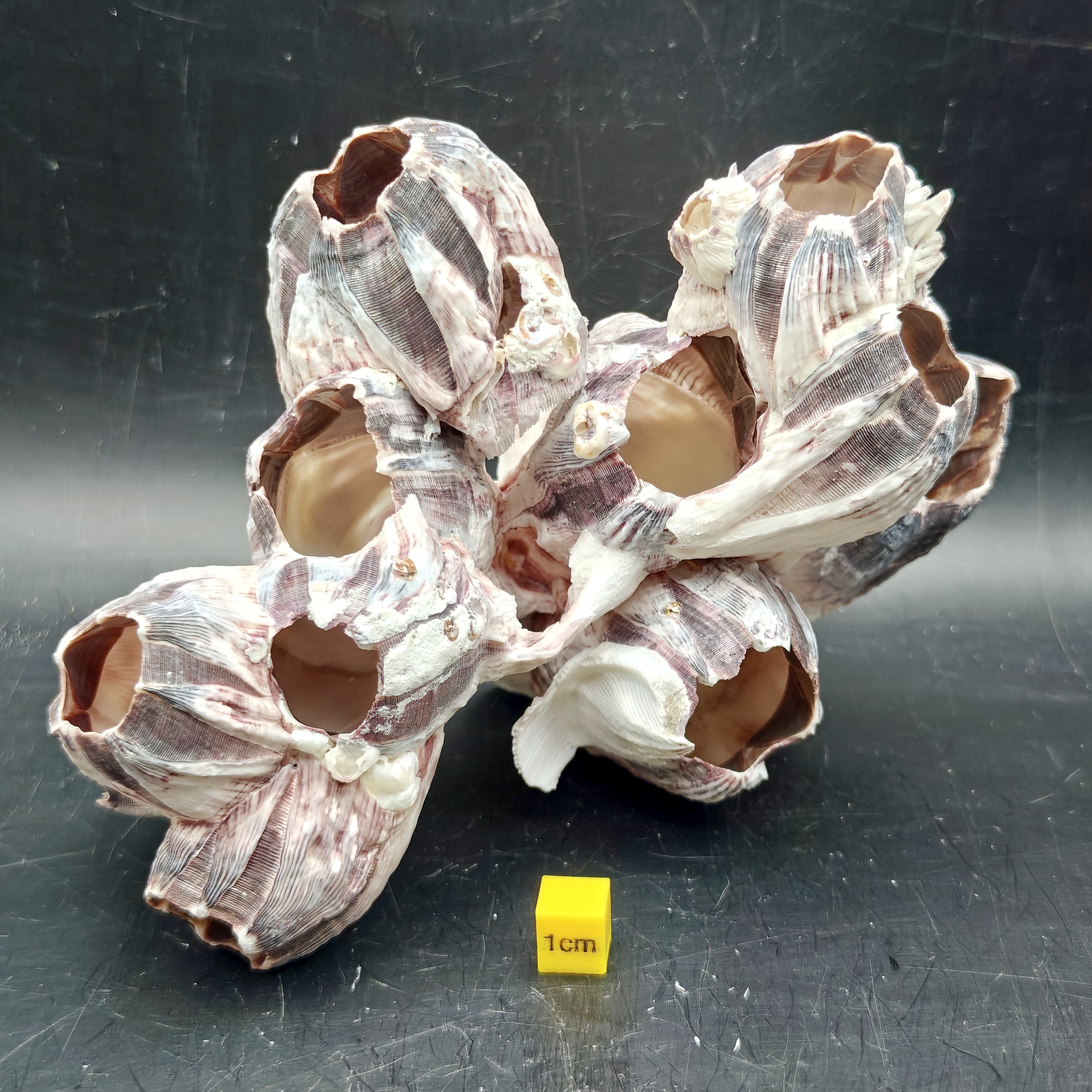 Natural Barnacle Cluster (Large)