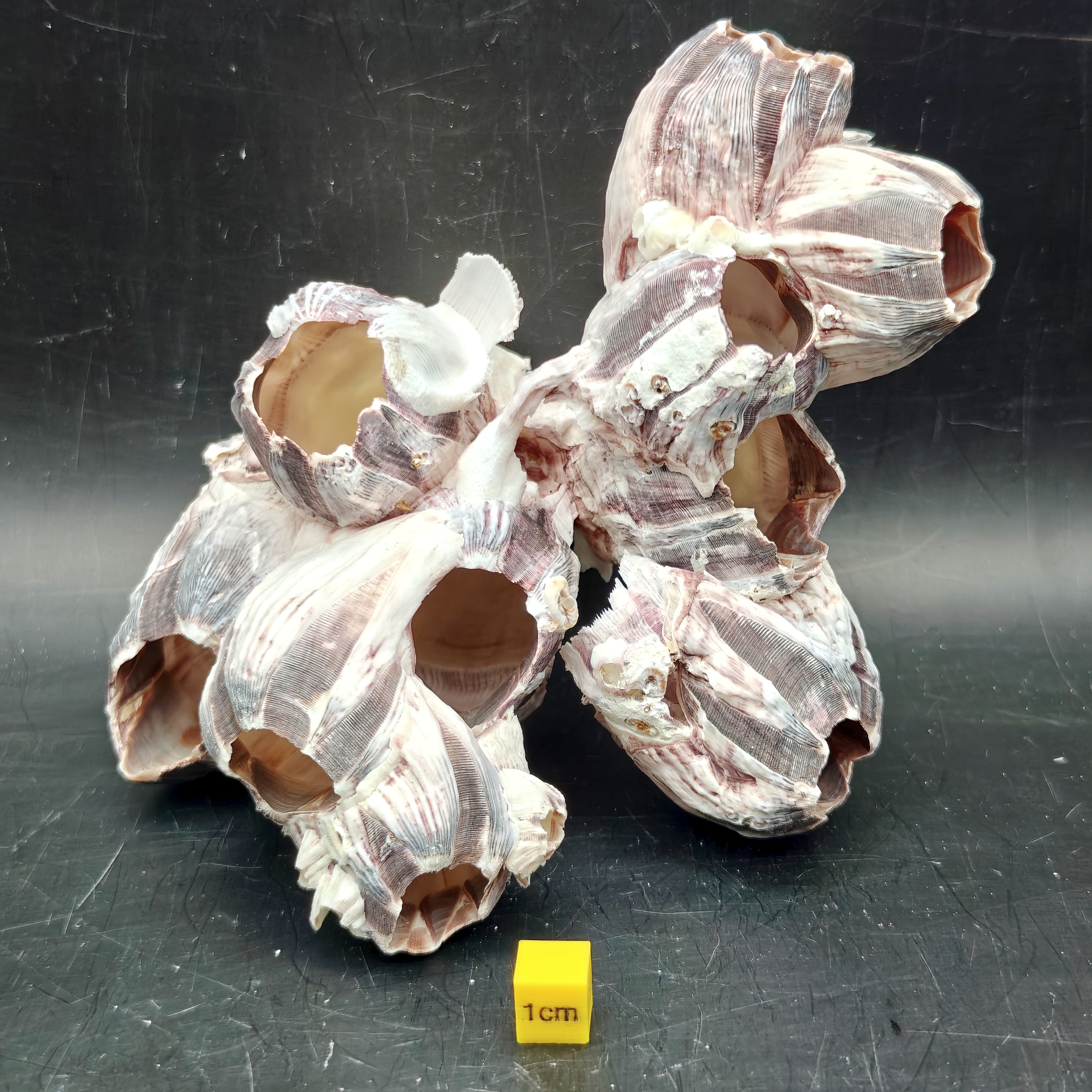 Natural Barnacle Cluster (Large)
