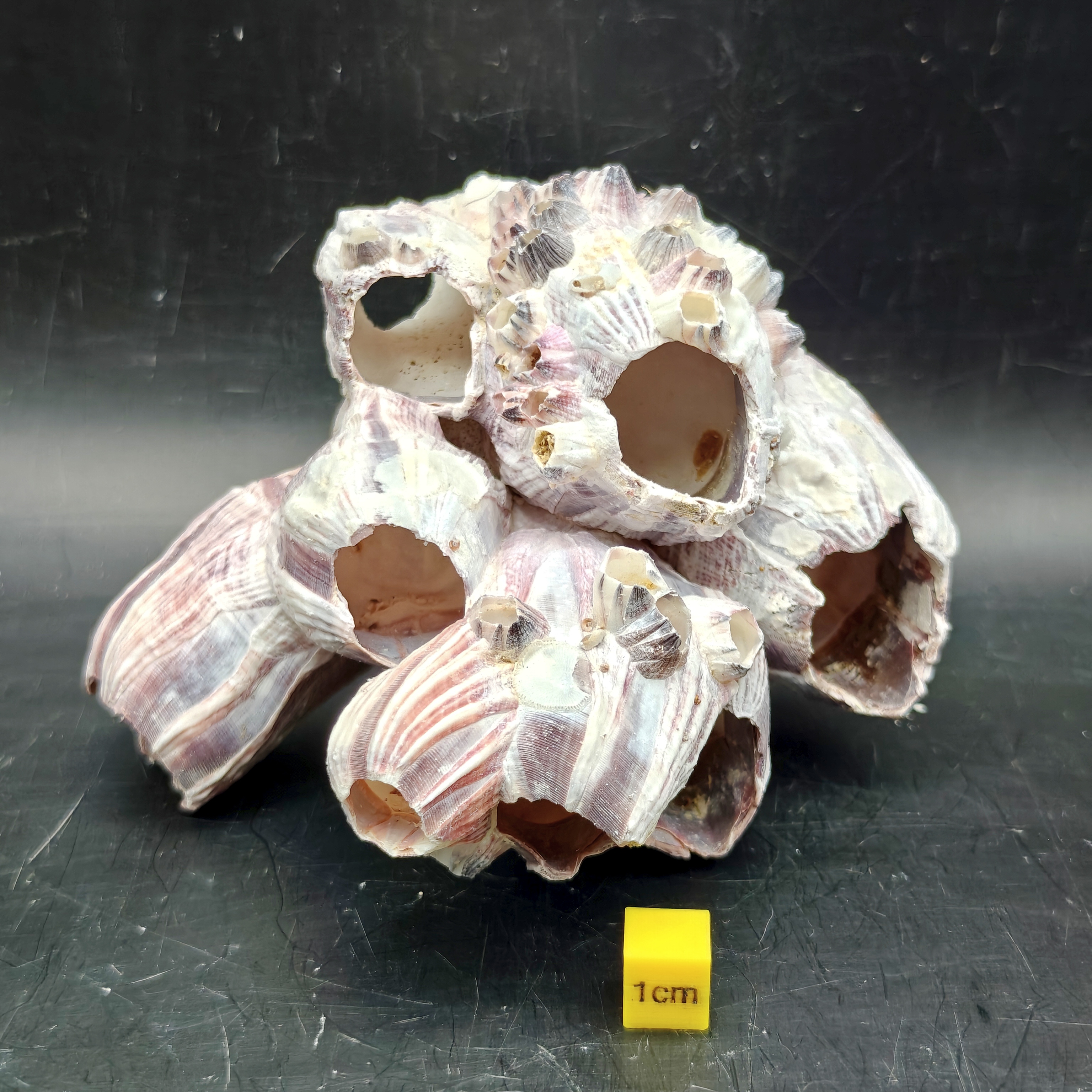 Natural Barnacle Cluster (Small)