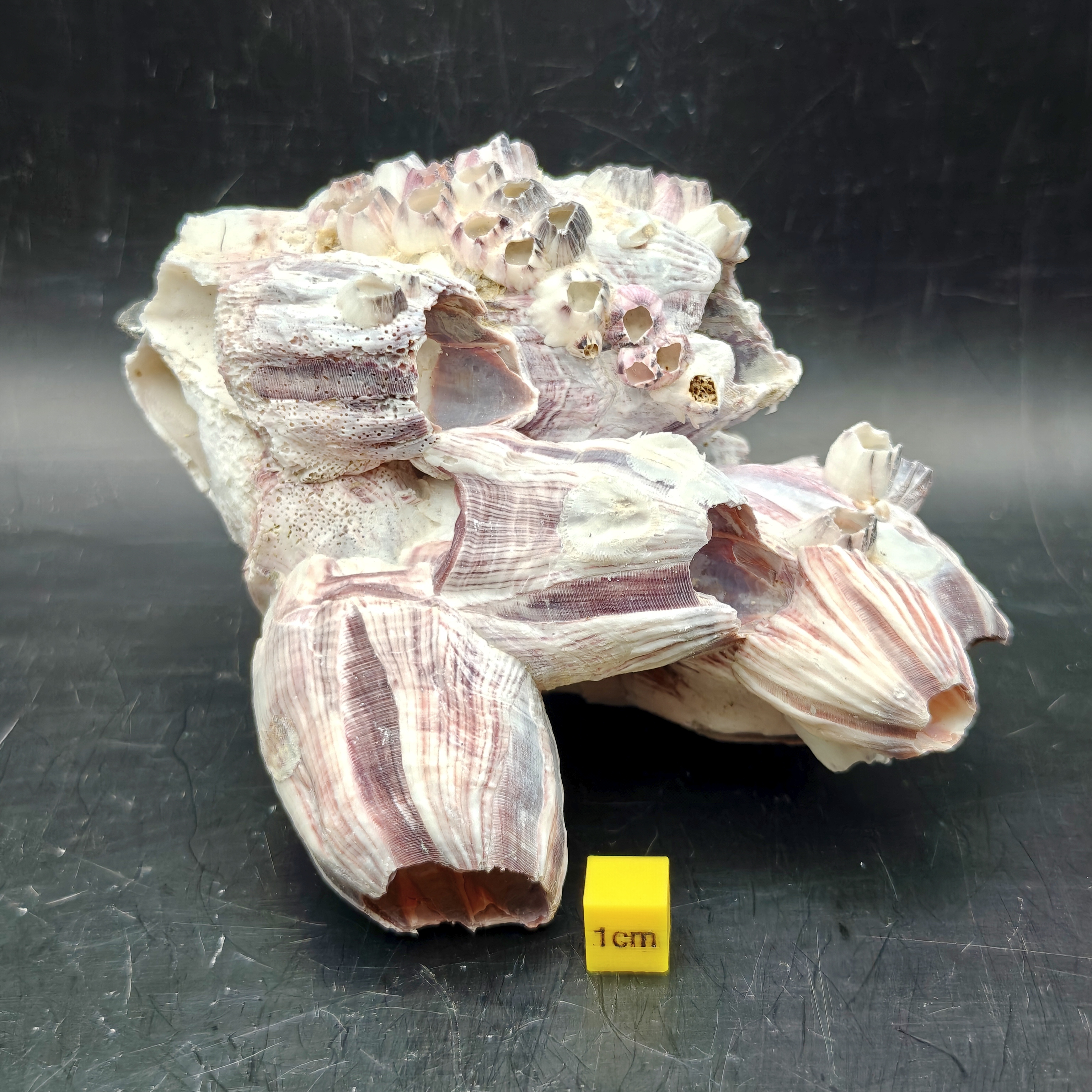 Natural Barnacle Cluster (Small)
