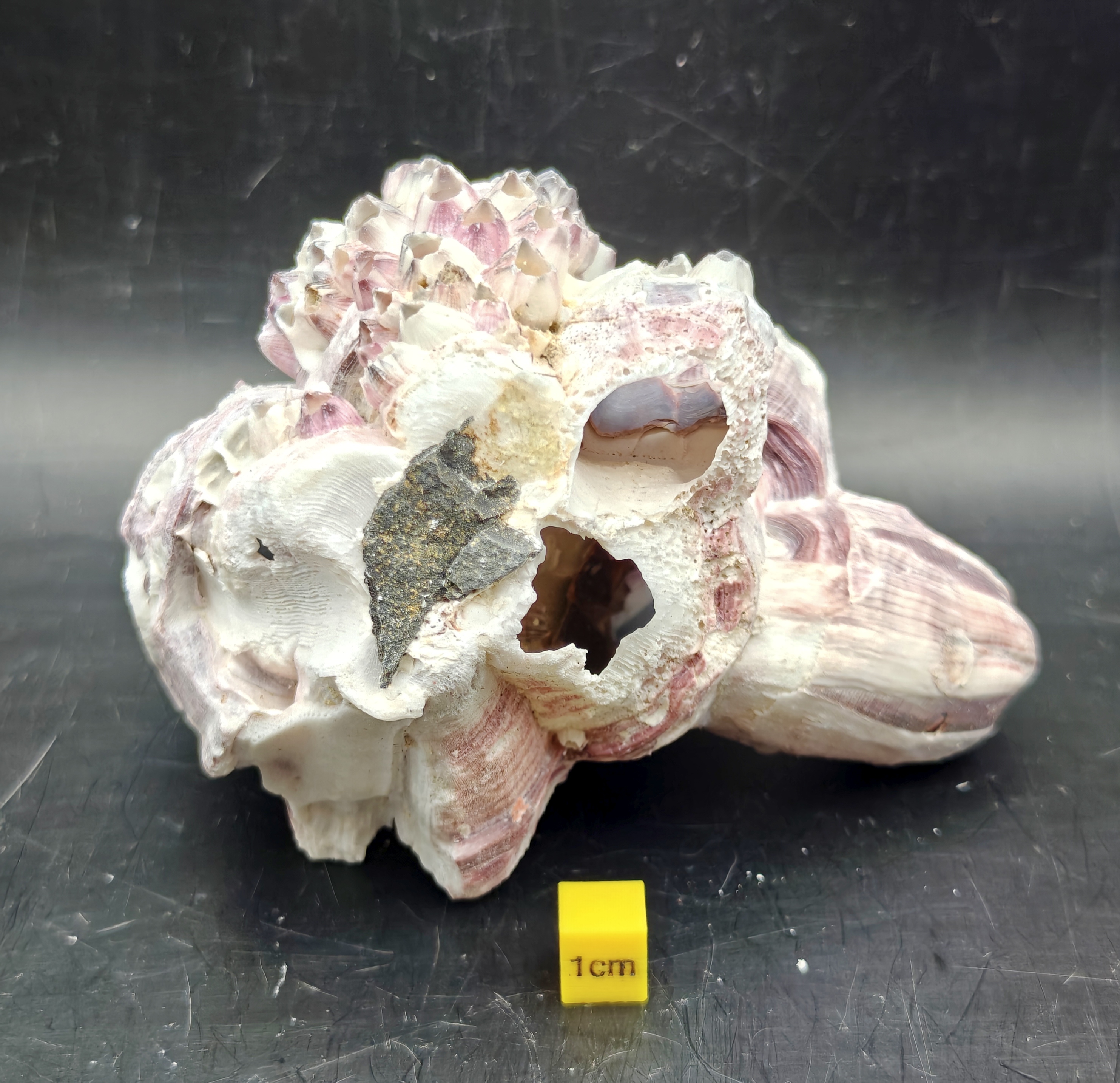 Natural Barnacle Cluster (Small)