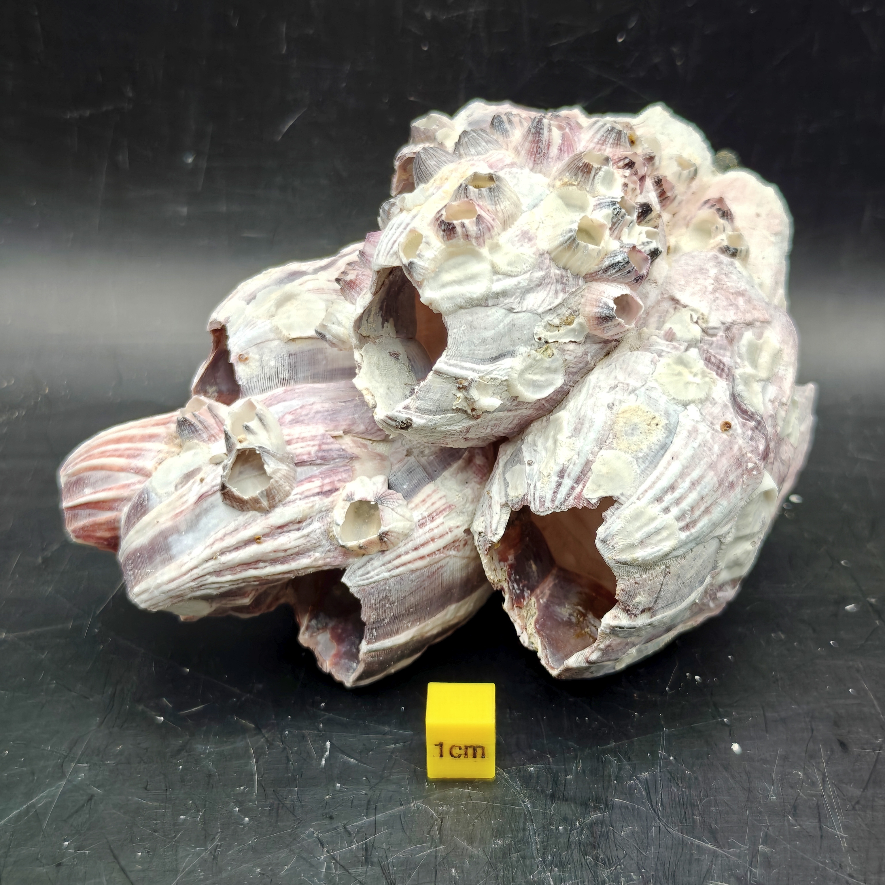 Natural Barnacle Cluster (Small)