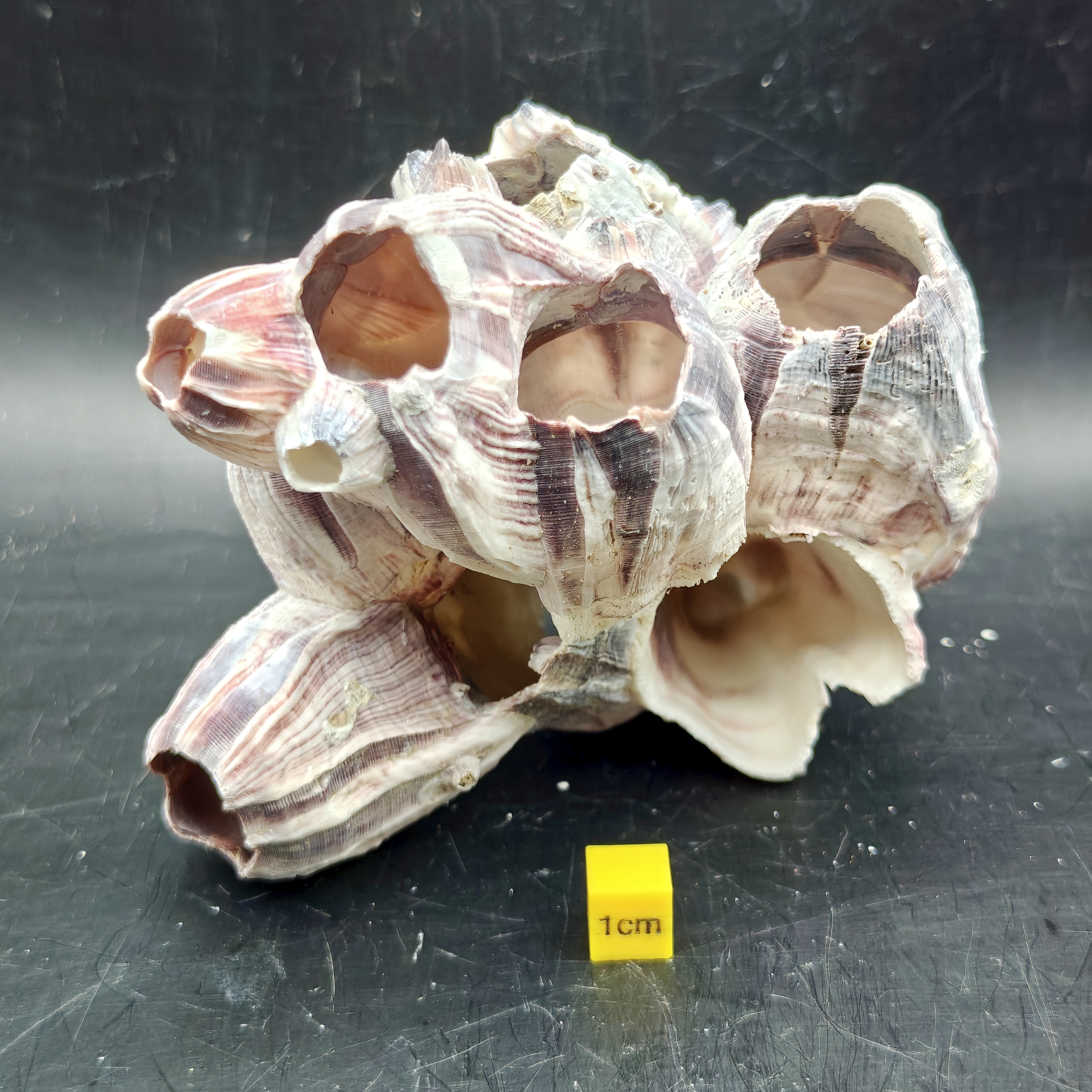 Natural Barnacle Cluster (Small)
