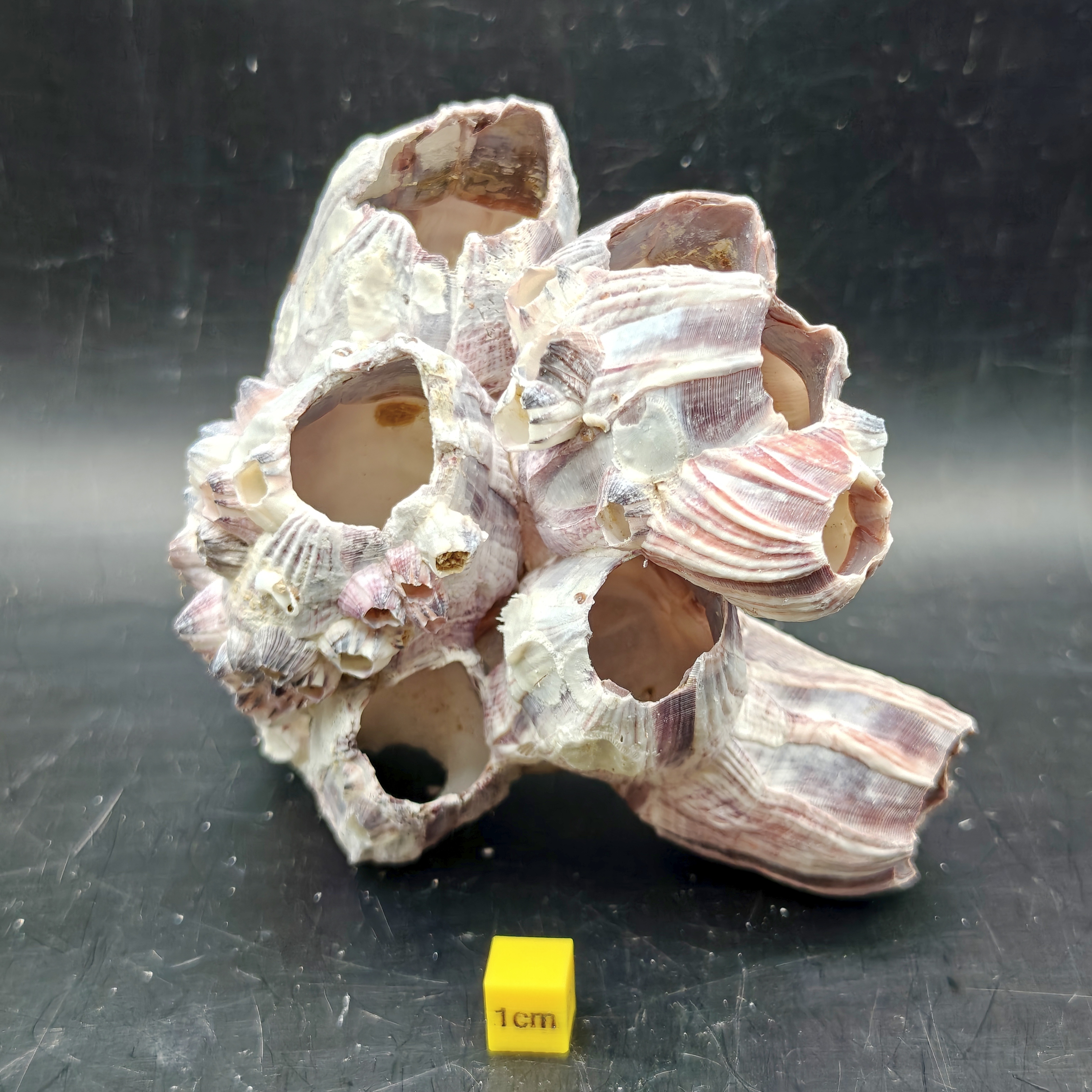 Natural Barnacle Cluster (Small)