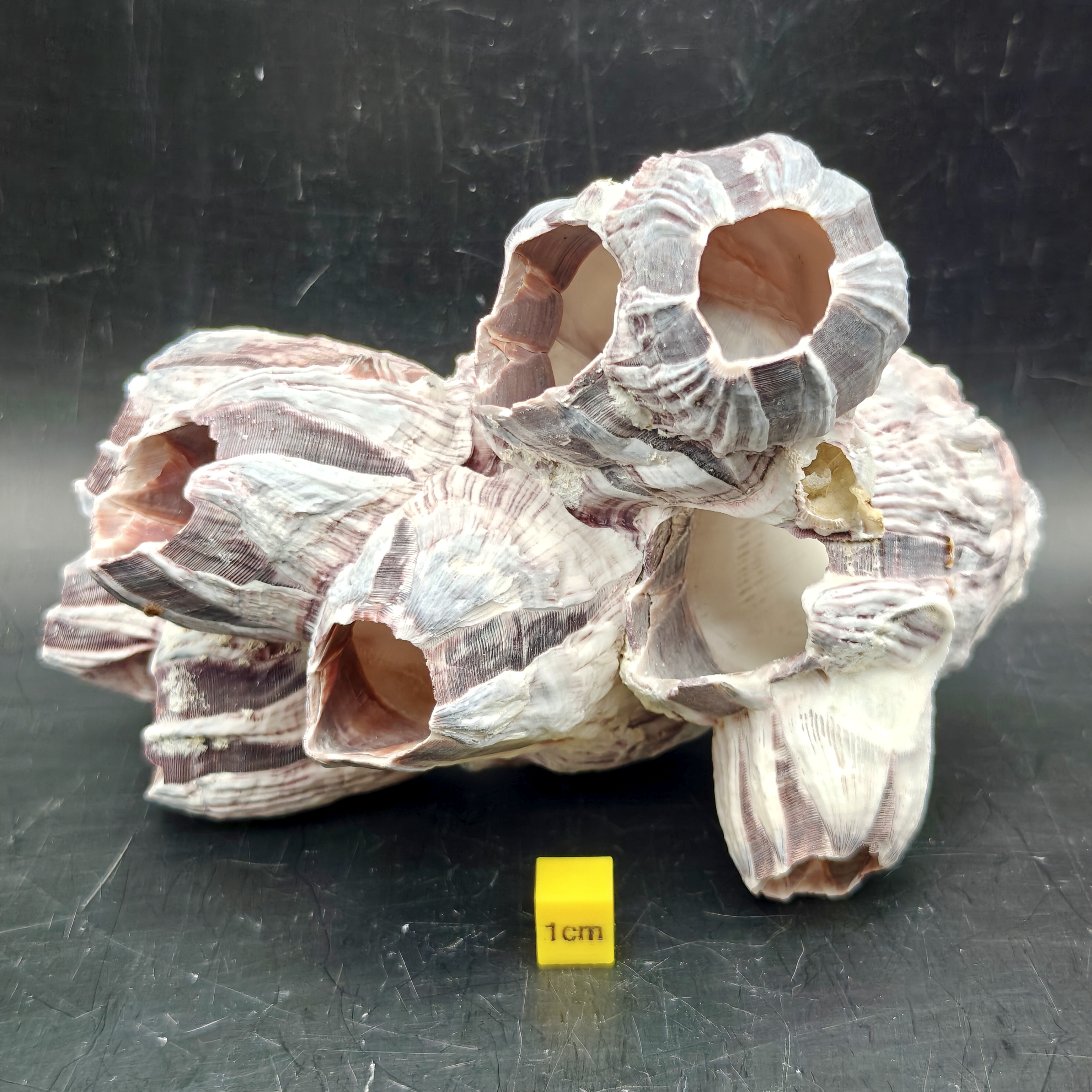 Natural Barnacle Cluster (Medium)